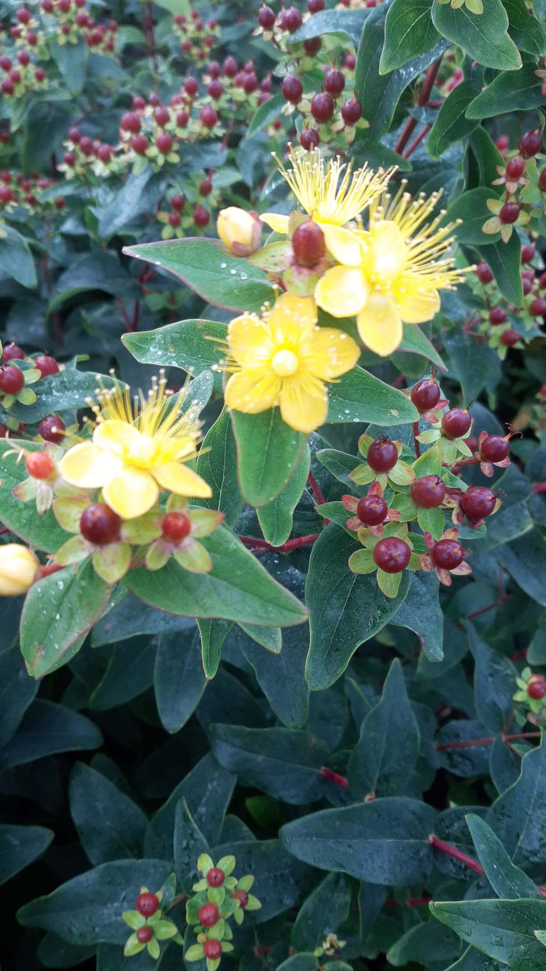 Hypericum