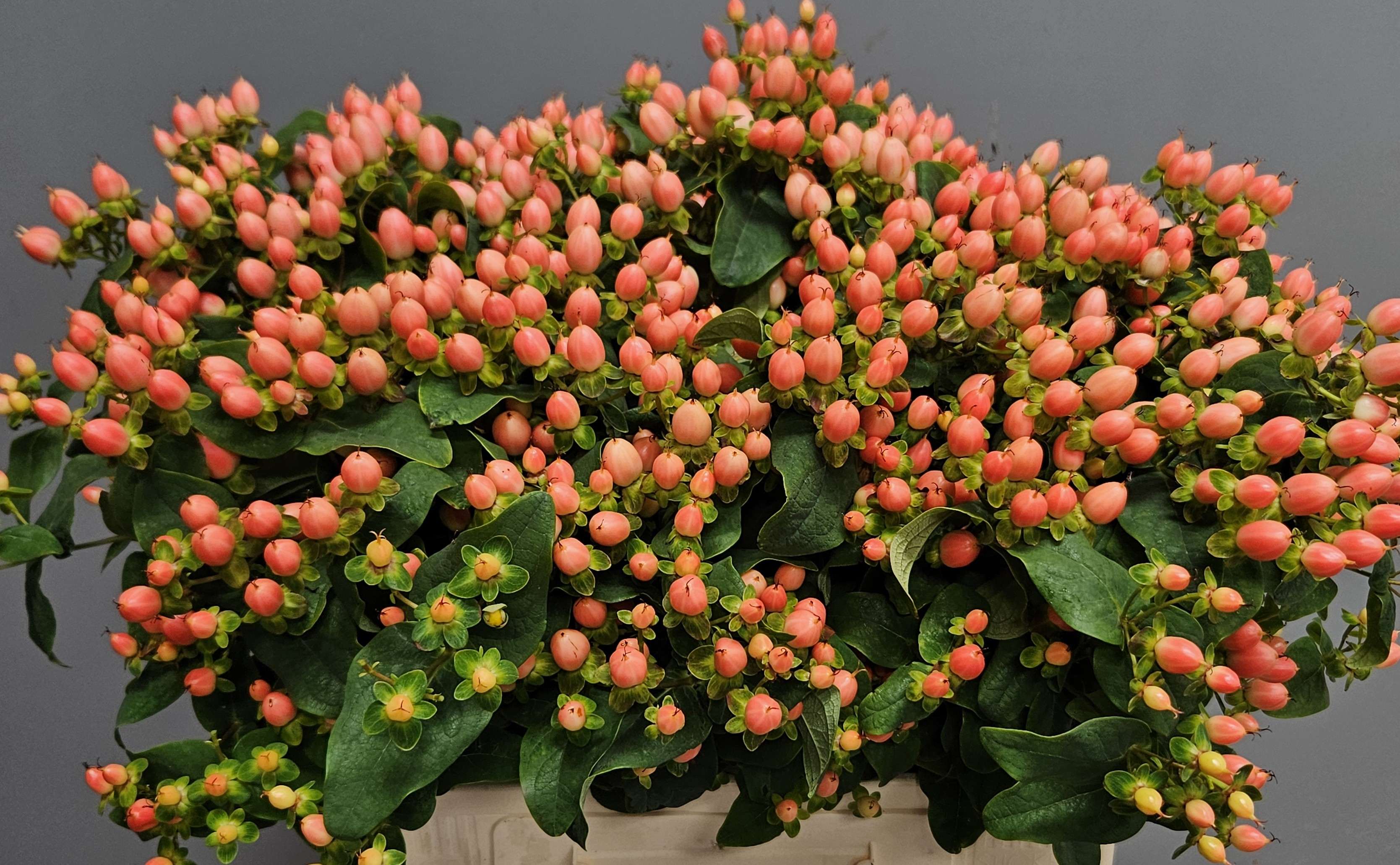 Hypericum
