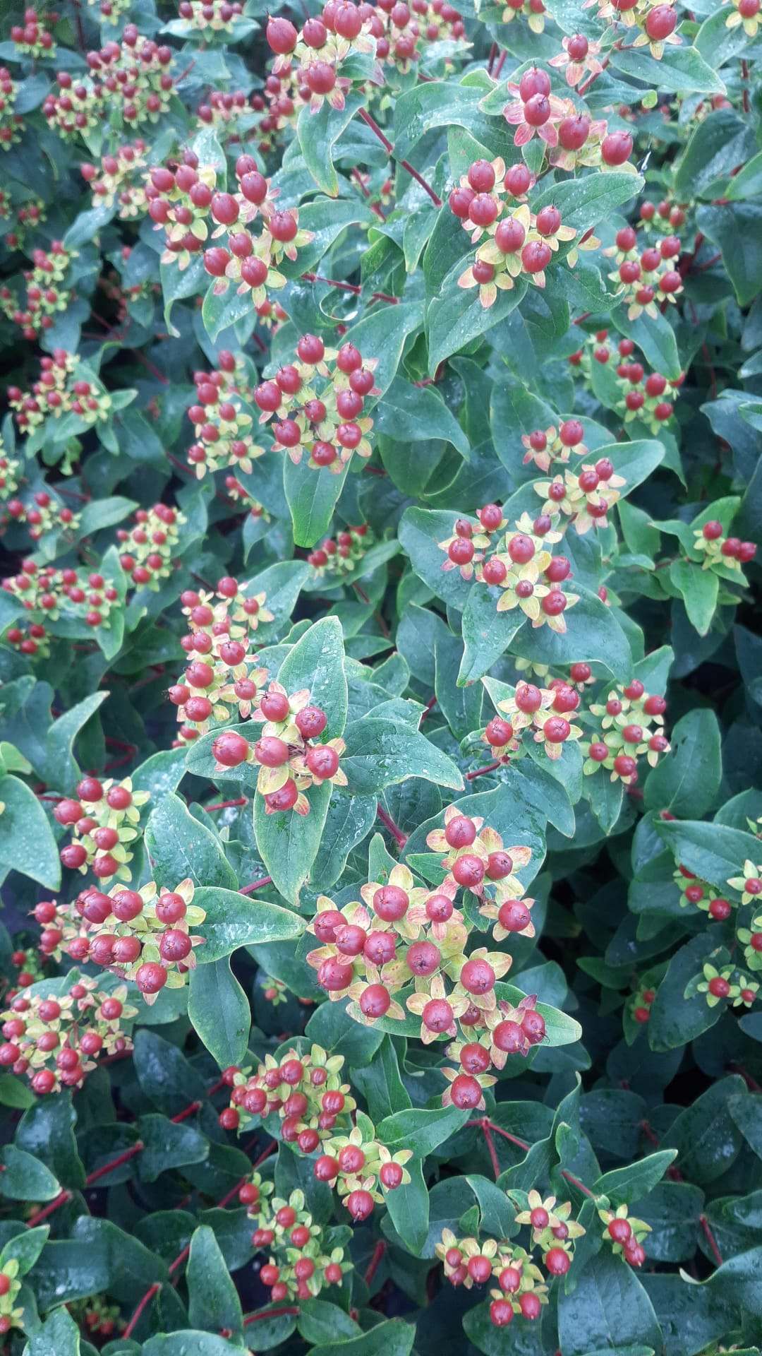 Hypericum magical fall