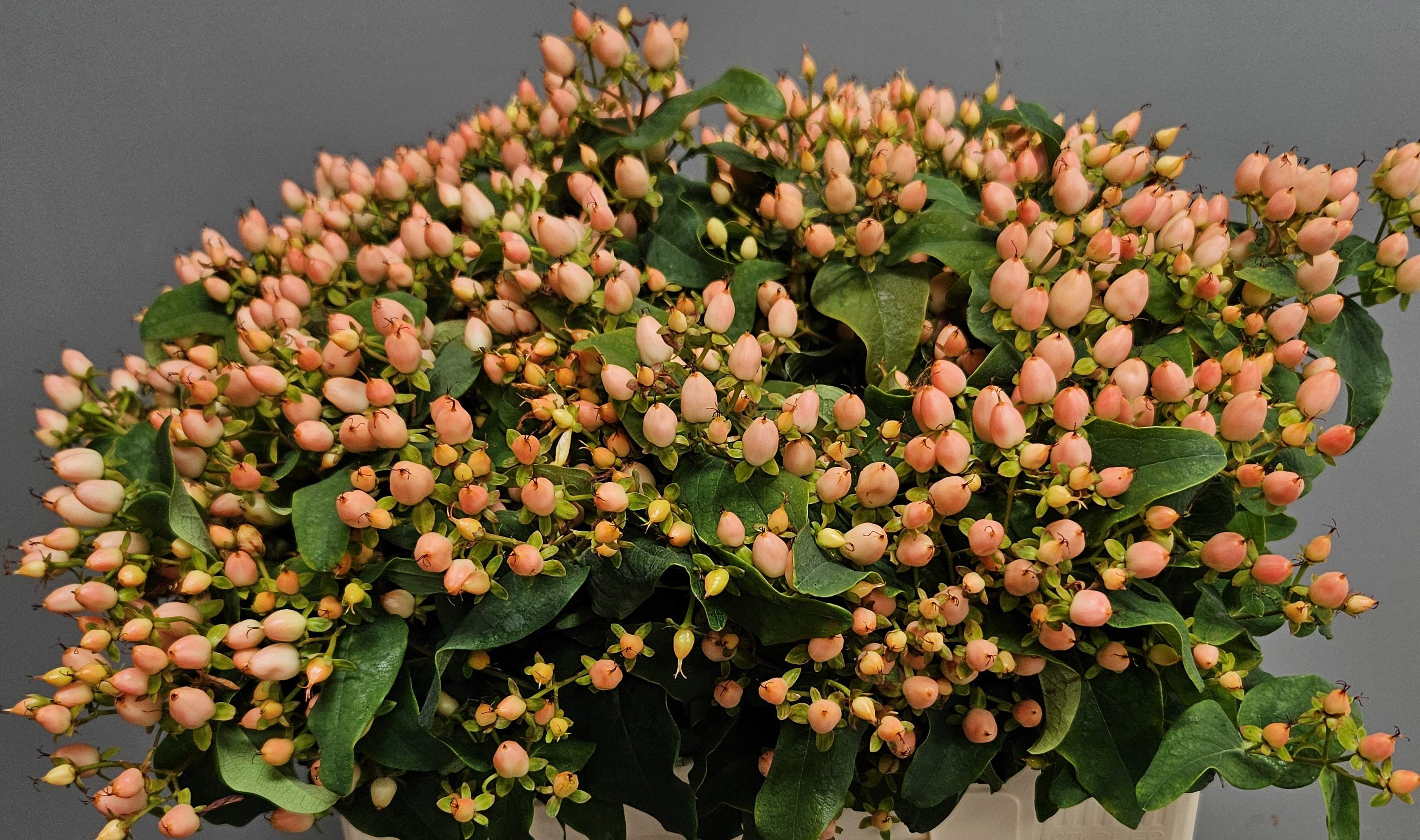 Hypericum magical innocence