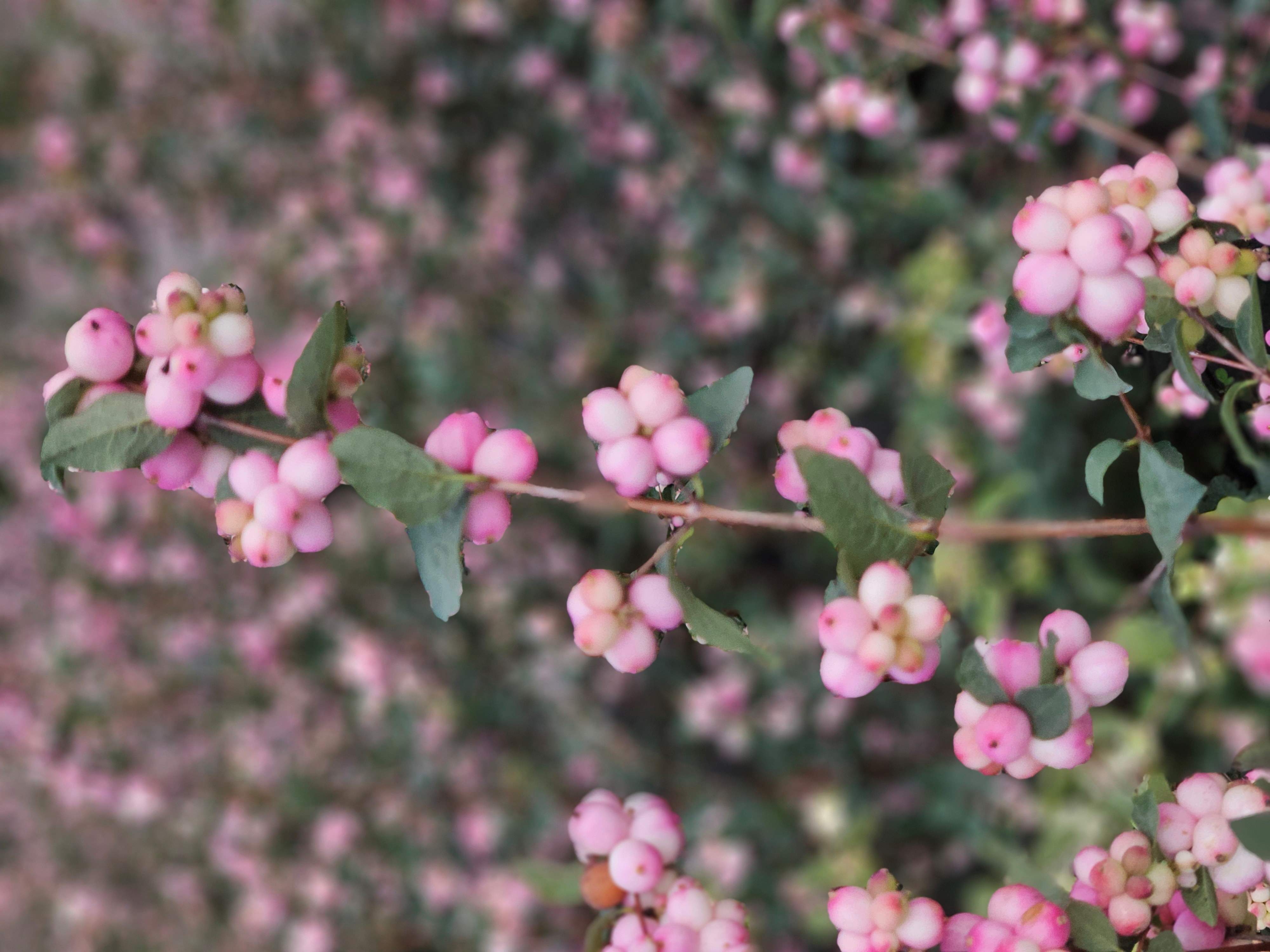 Symphoricarpos Charming Fantasy
