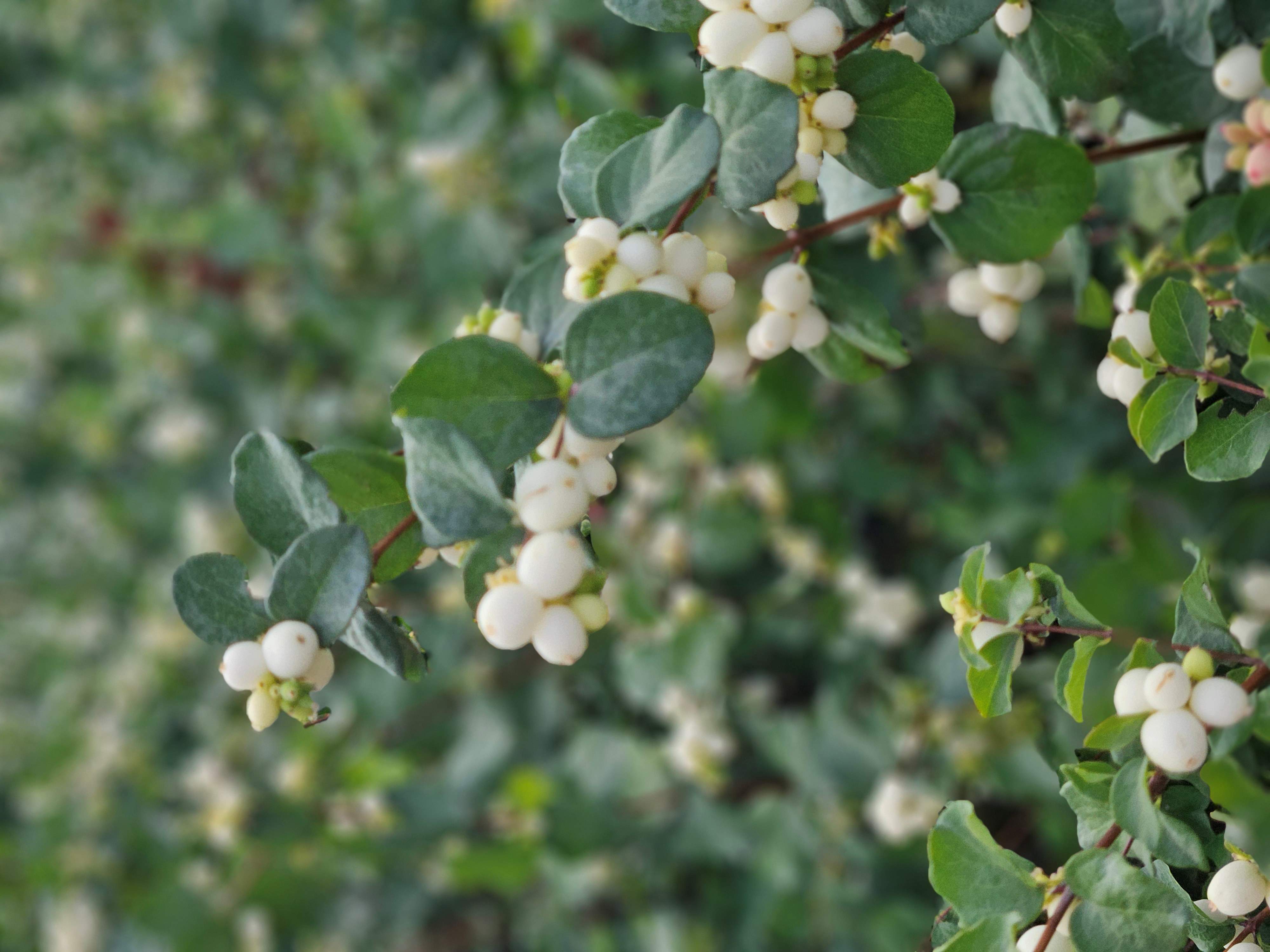 Symphoricarpos Bright Fantasy