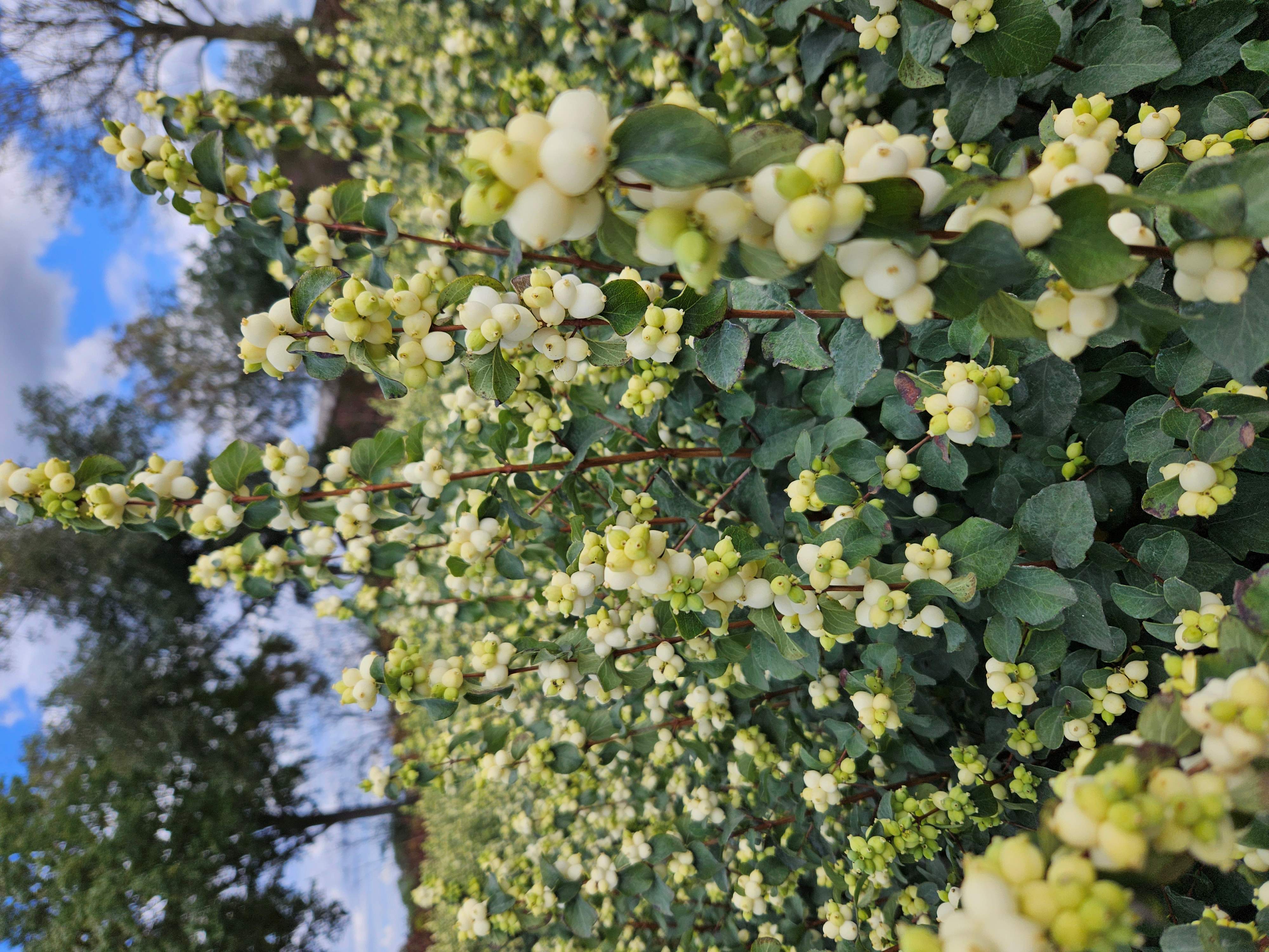 Symphoricarpos Magical Lemon and Lime