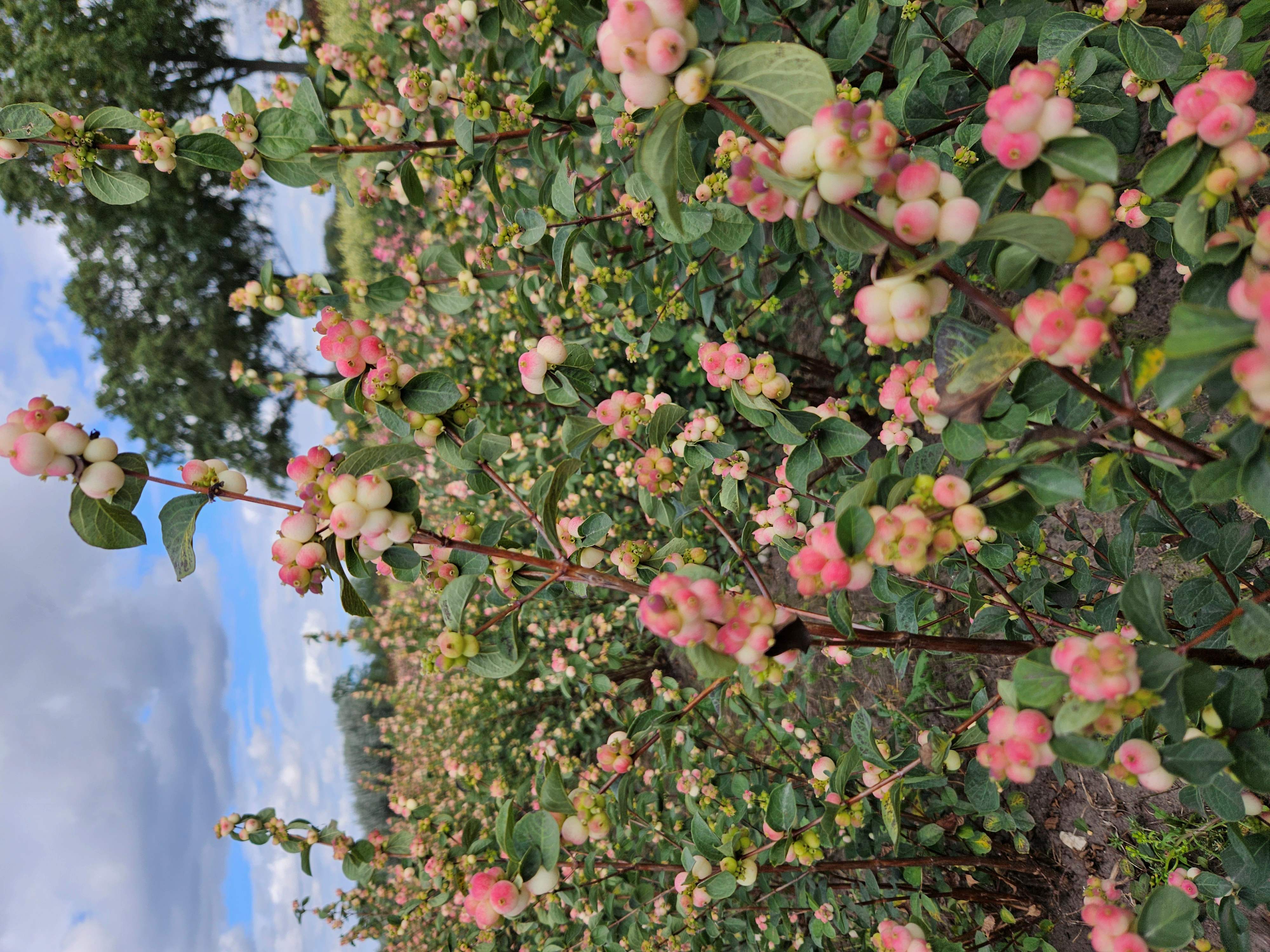 Symphoricarpos Magical Red Riding Hood