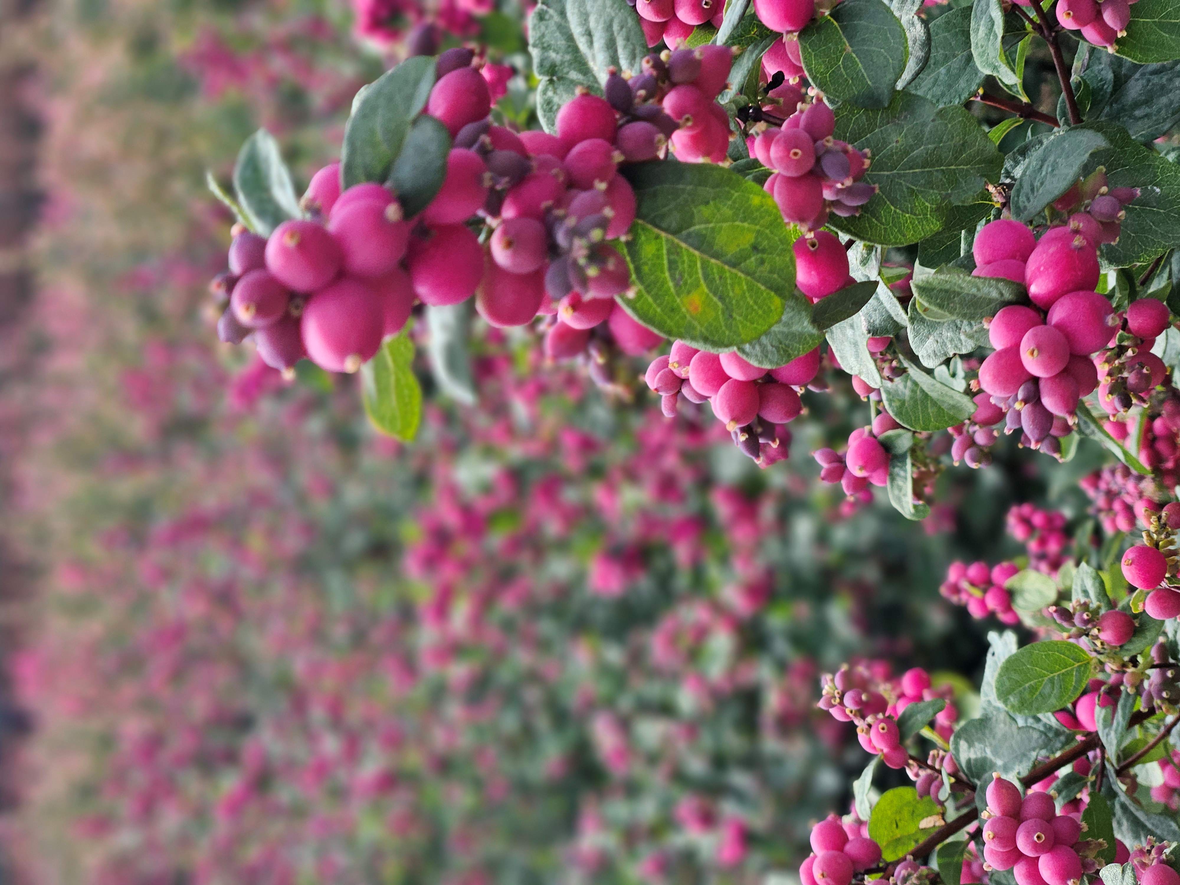 Symphoricarpos Magical Ruby Giant