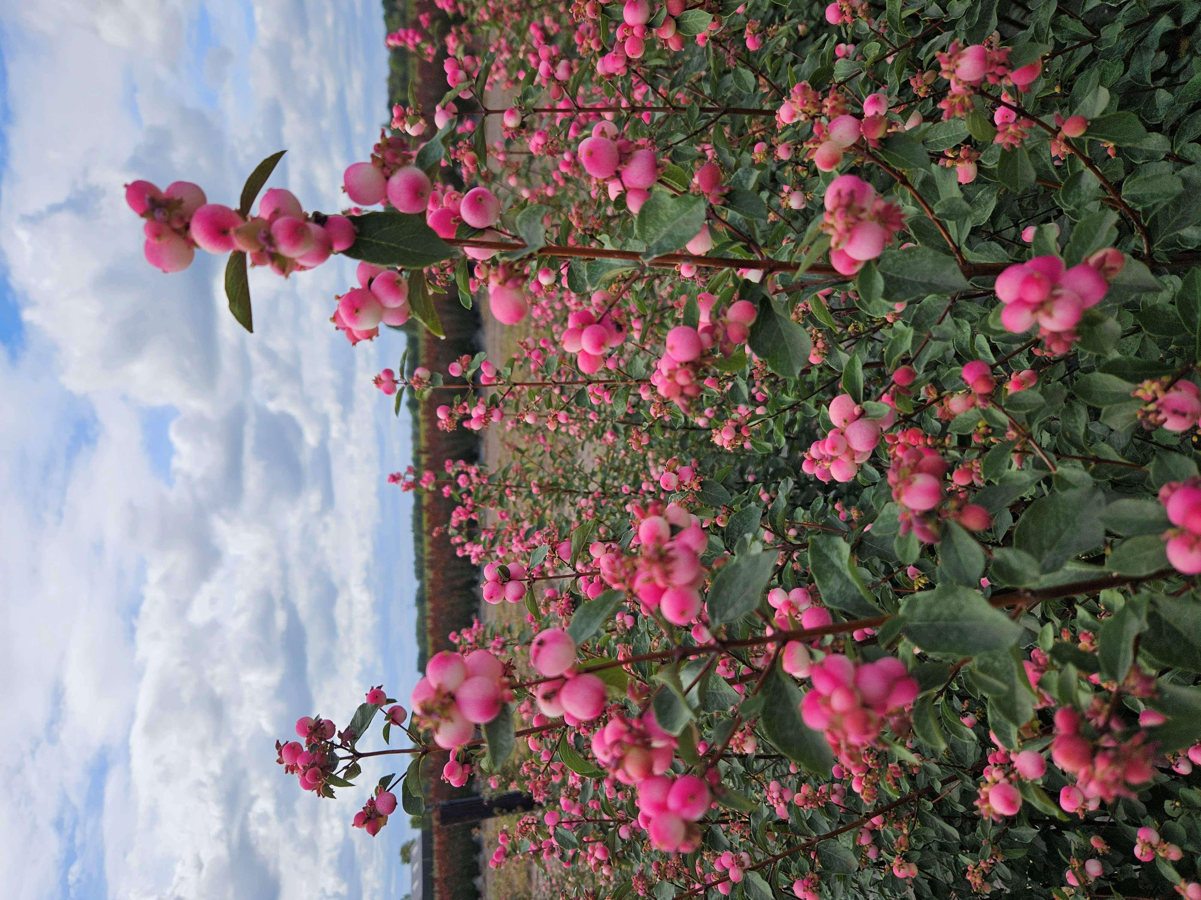 Symphoricarpos Magical Ruby Fall