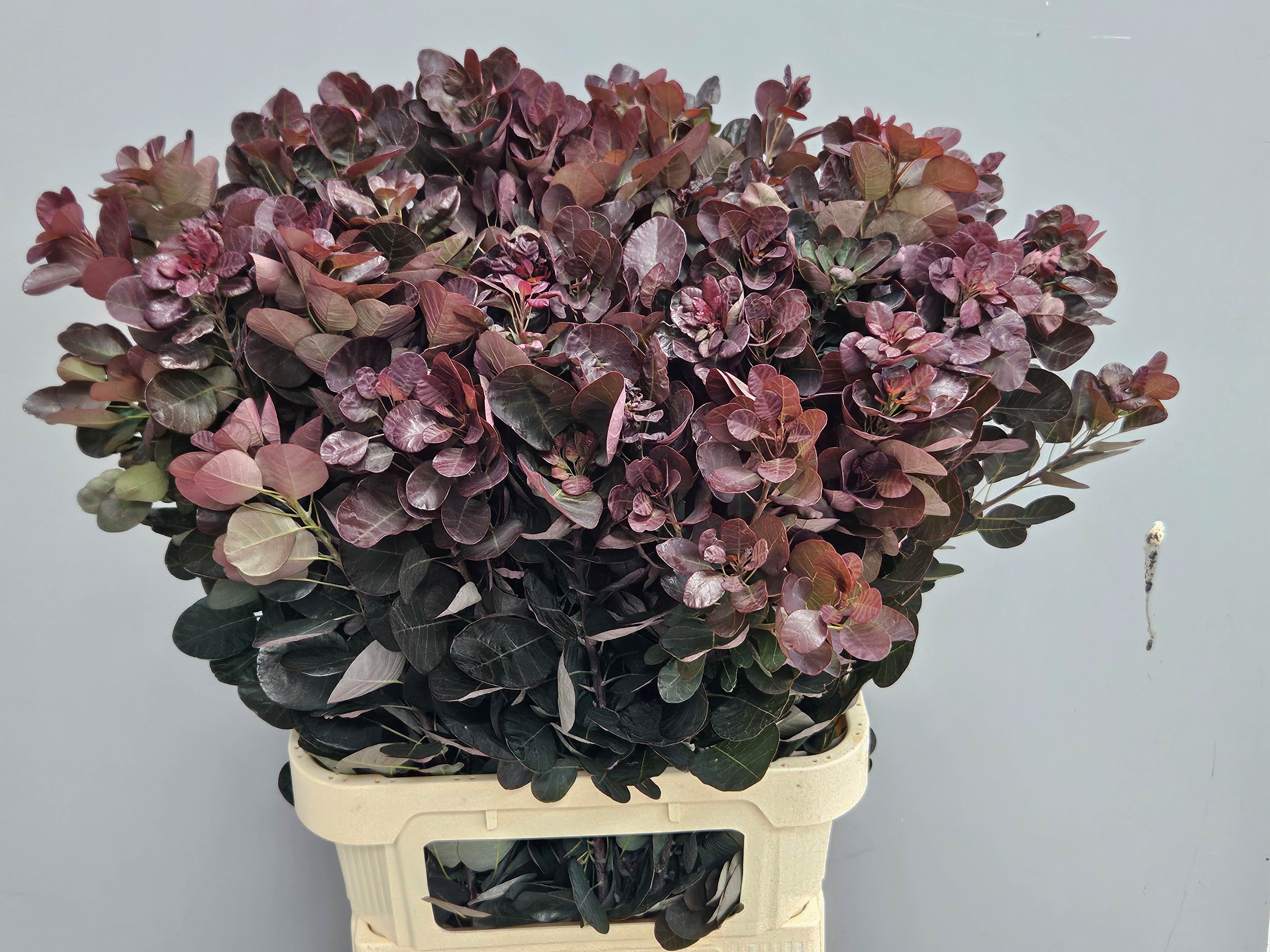 Cotinus blad