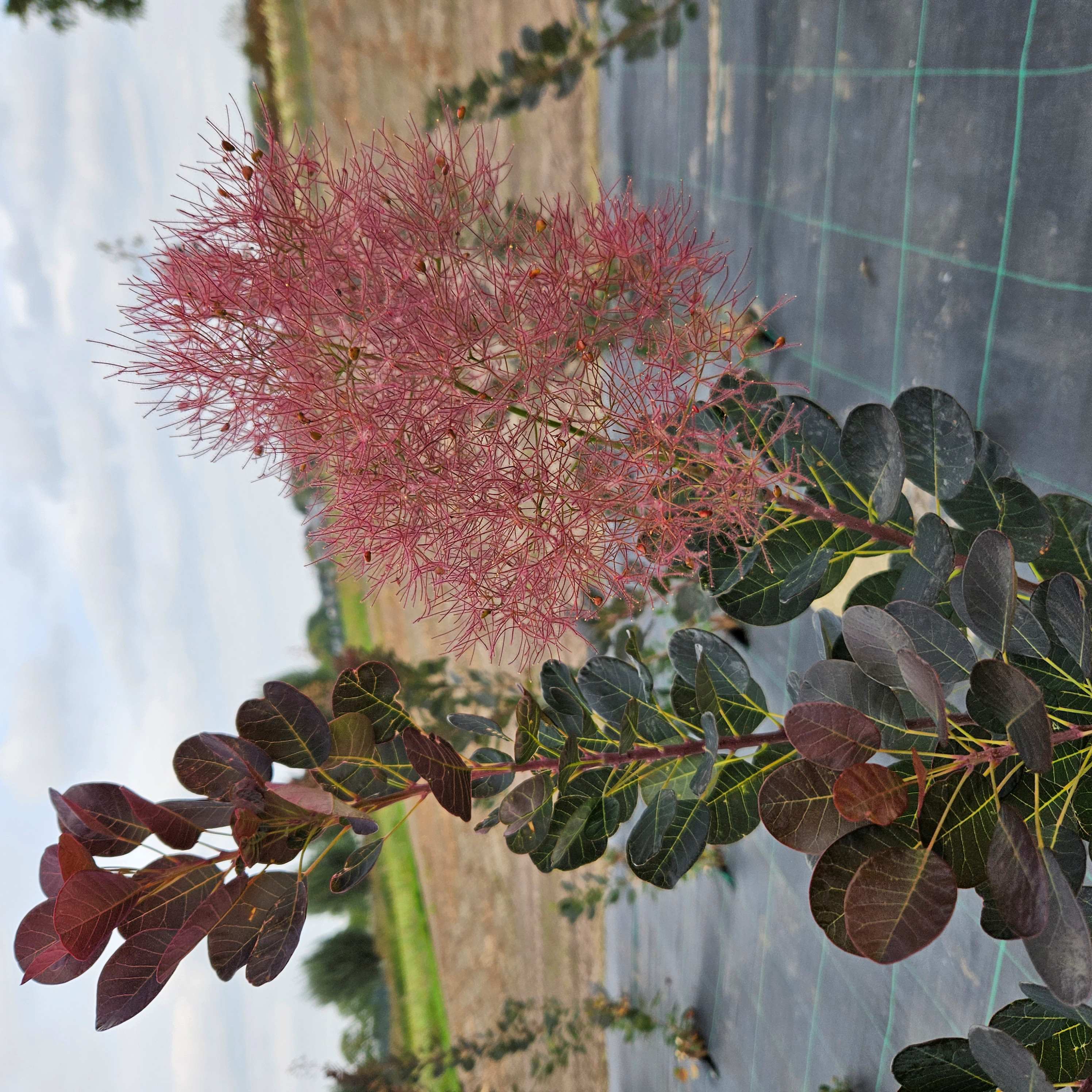 Cotinus Magical Torch pruik