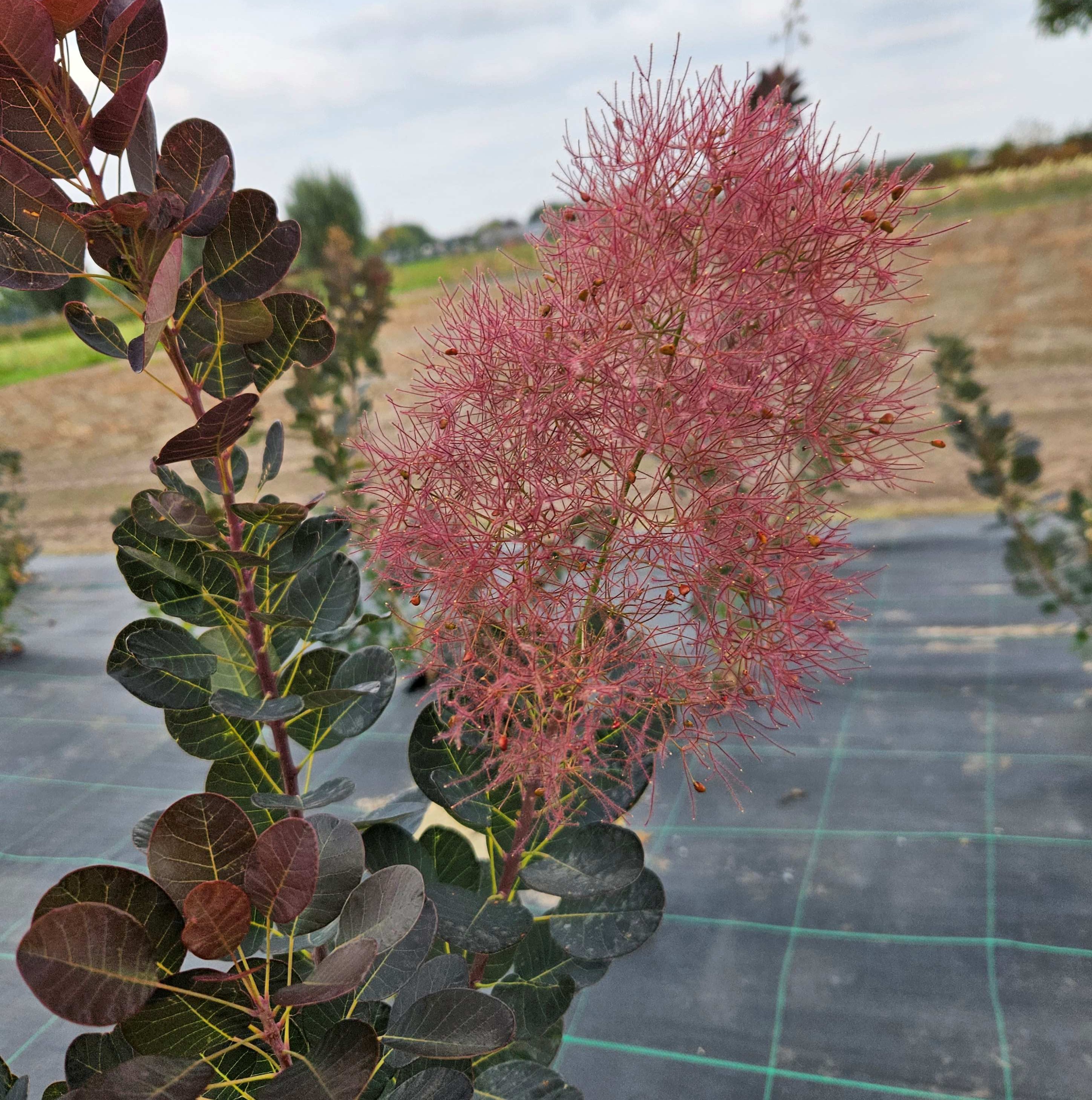 Cotinus Magical Torch - Cotinus Magical Purple