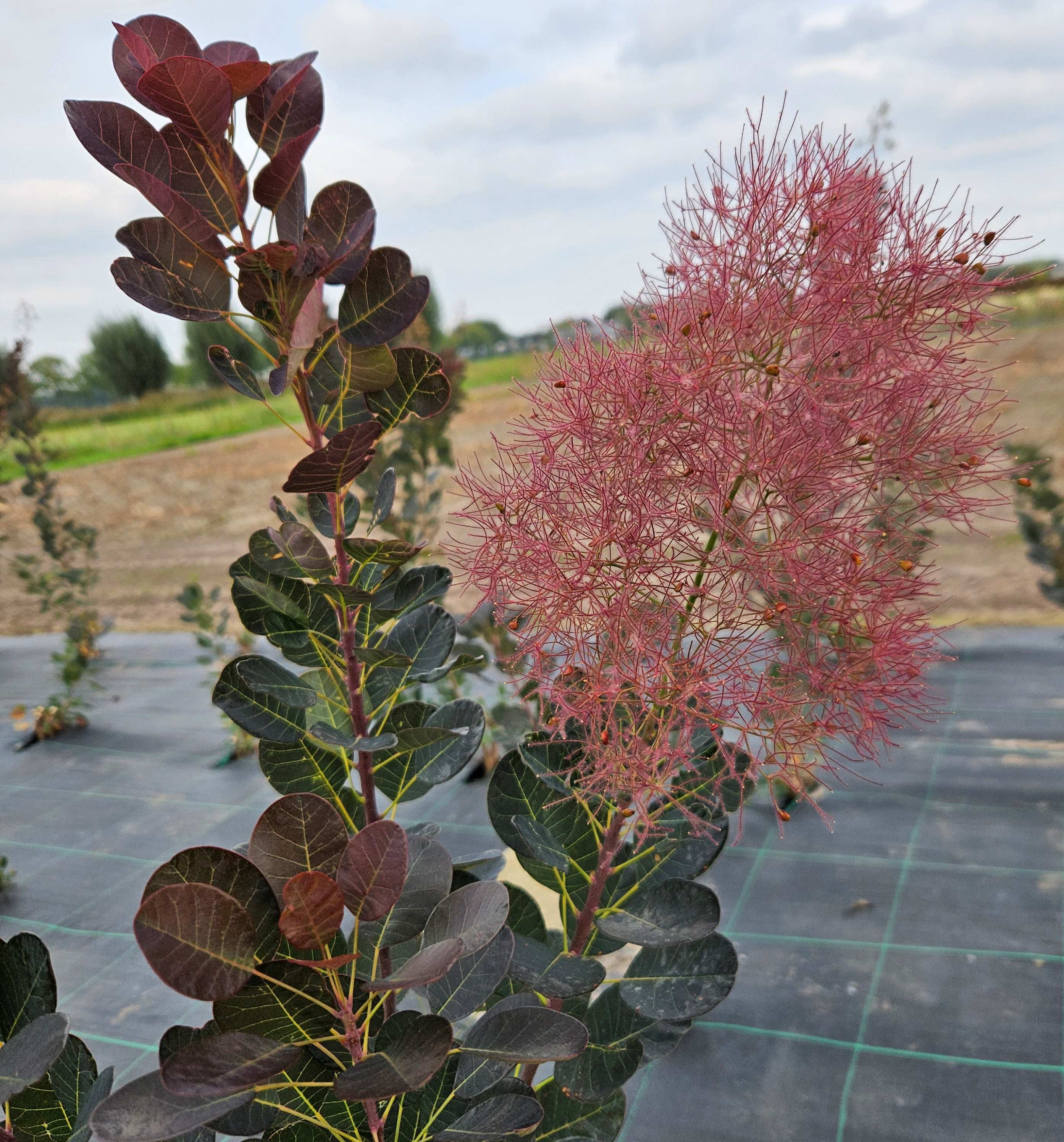 Cotinus Magical Torch - Cotinus Magical Purple