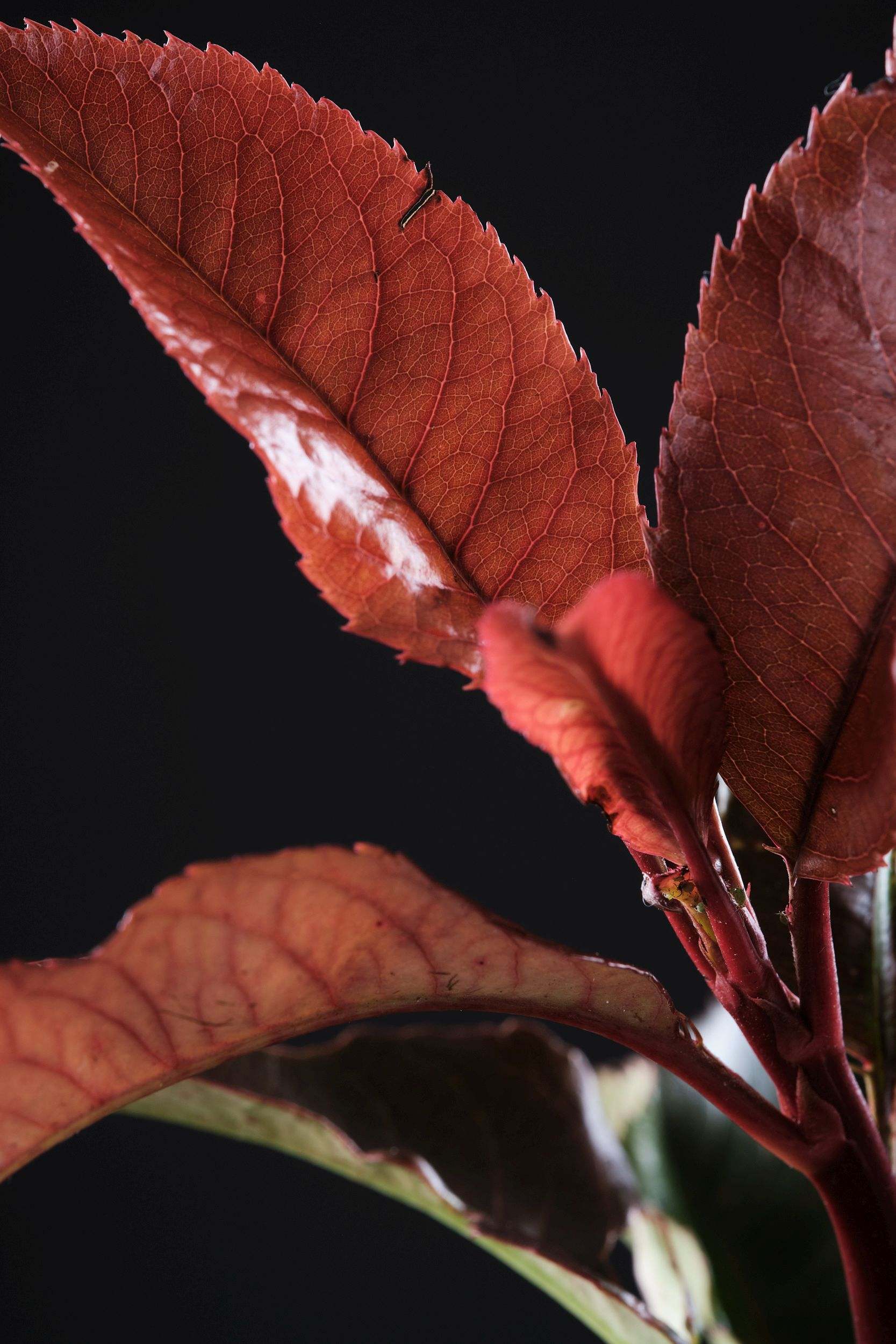 Weigela en  Photinia