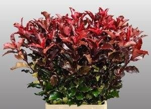 Photinia magical Volcano