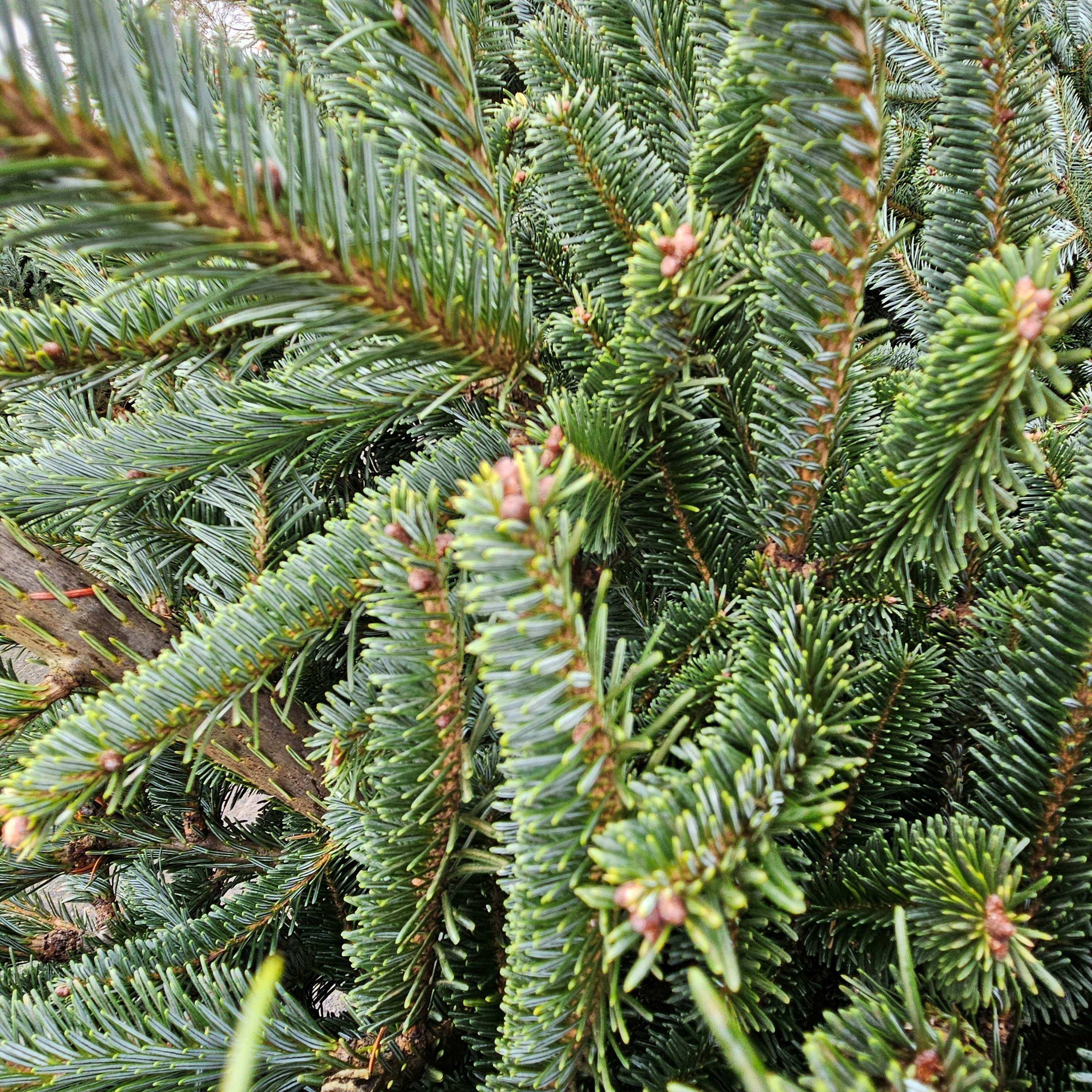 Kerst komt eraan.....