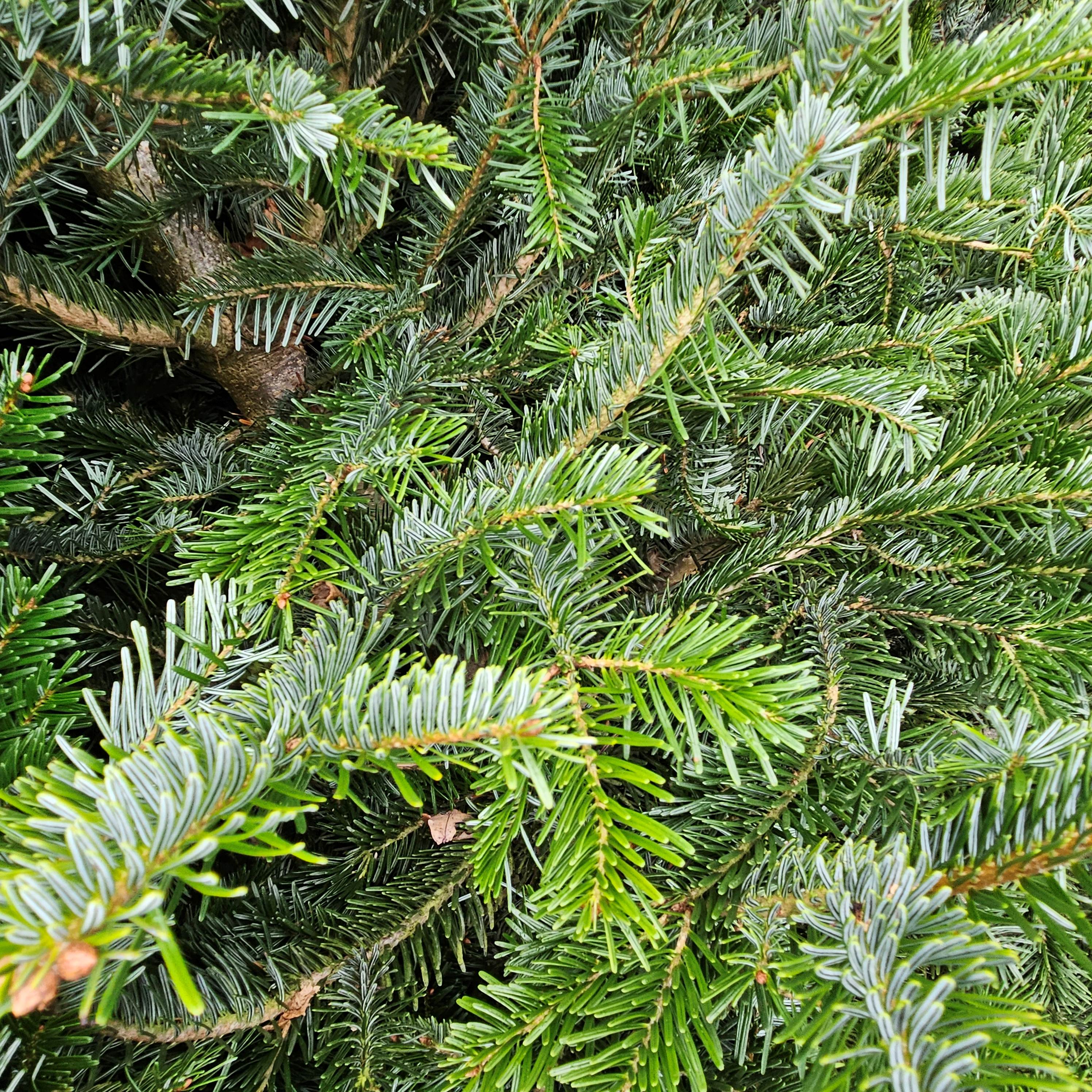 Kerst komt eraan.....