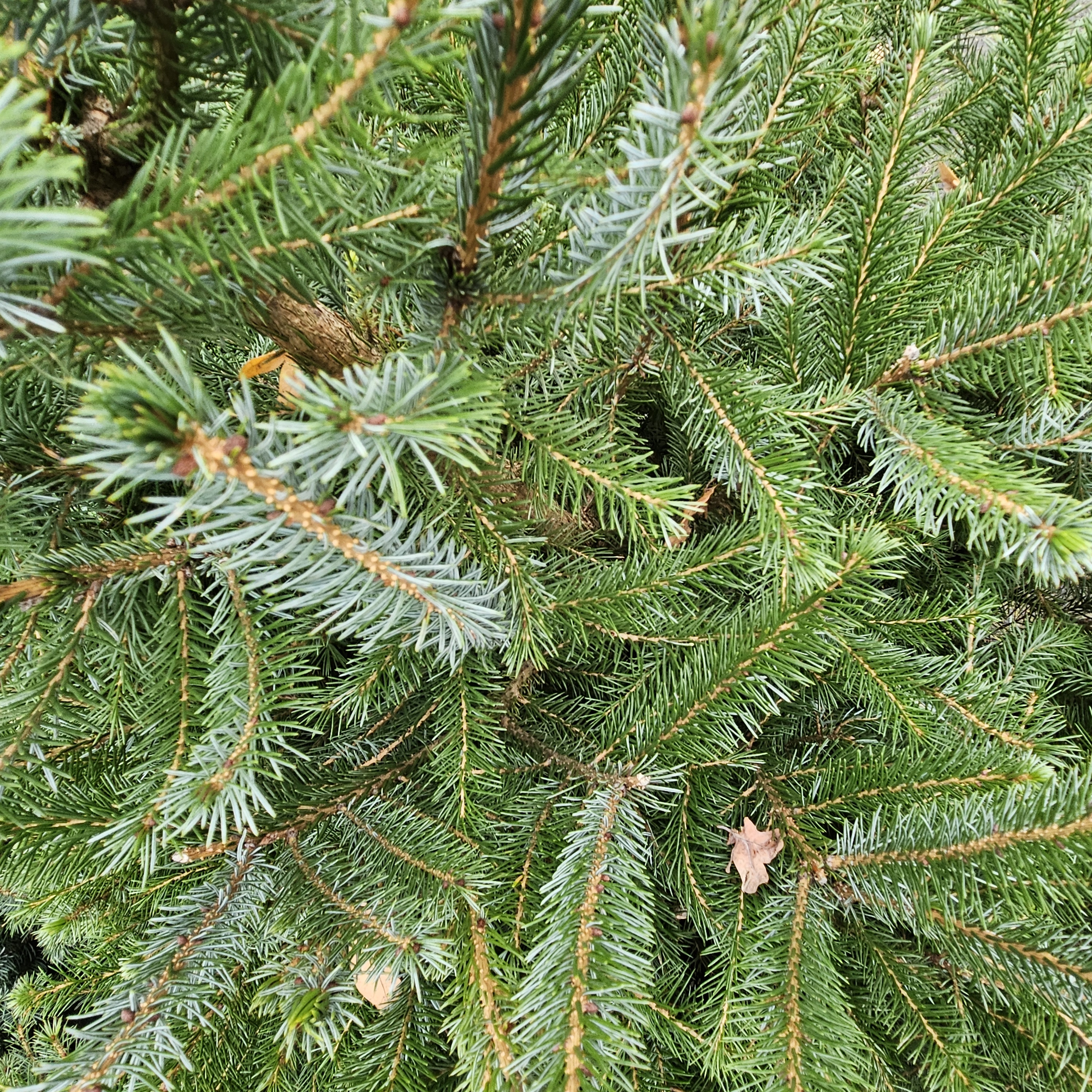 Gezellige kerstsfeer.....