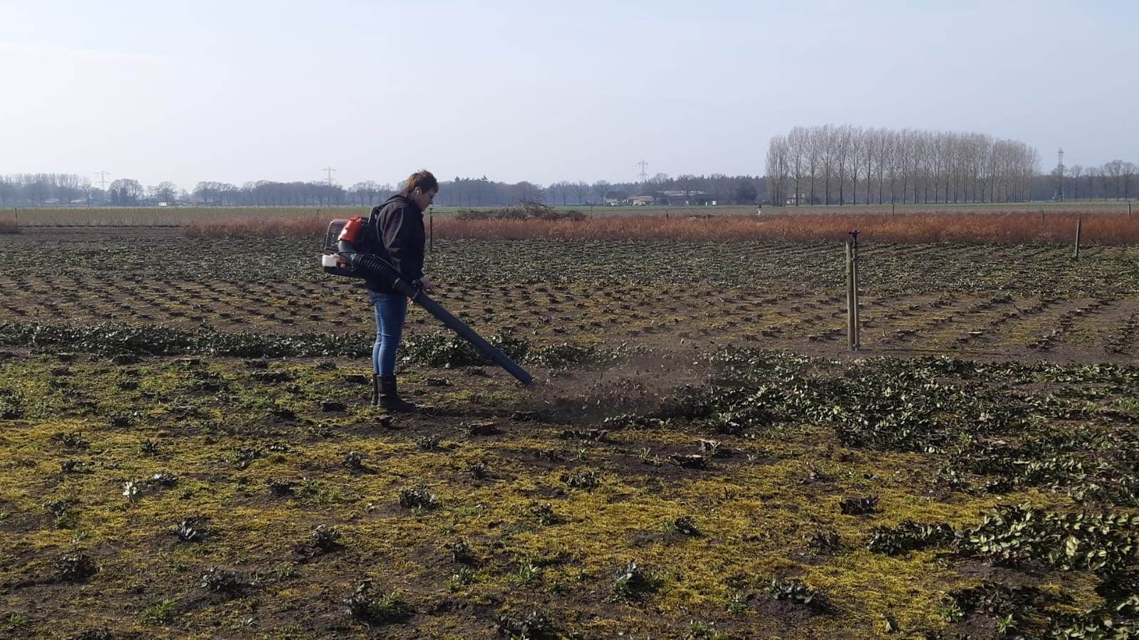 uitblazen van snoeiafval