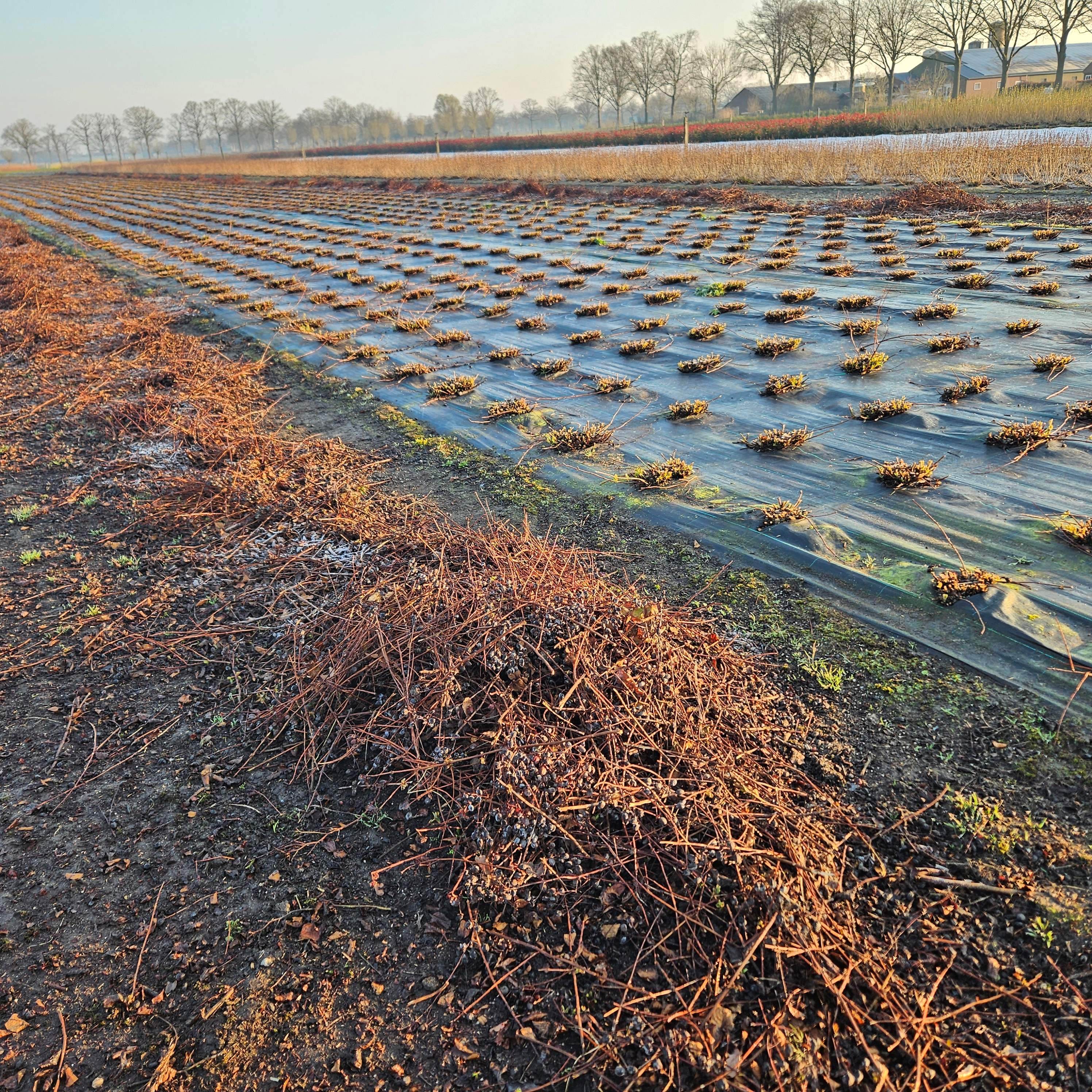 hypericum gesnoeid met het afval op een baan erlangs