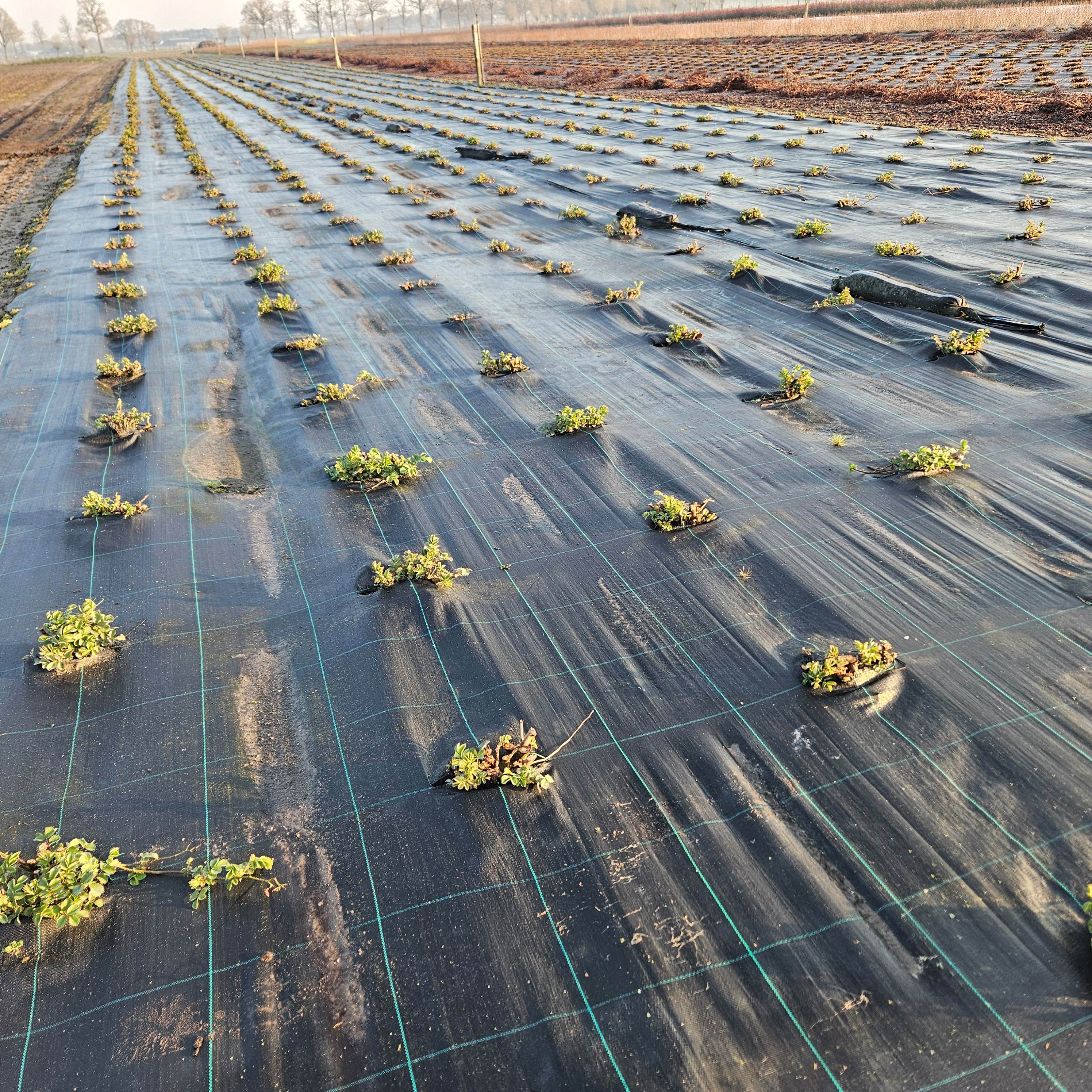  snoei verwerkt groei