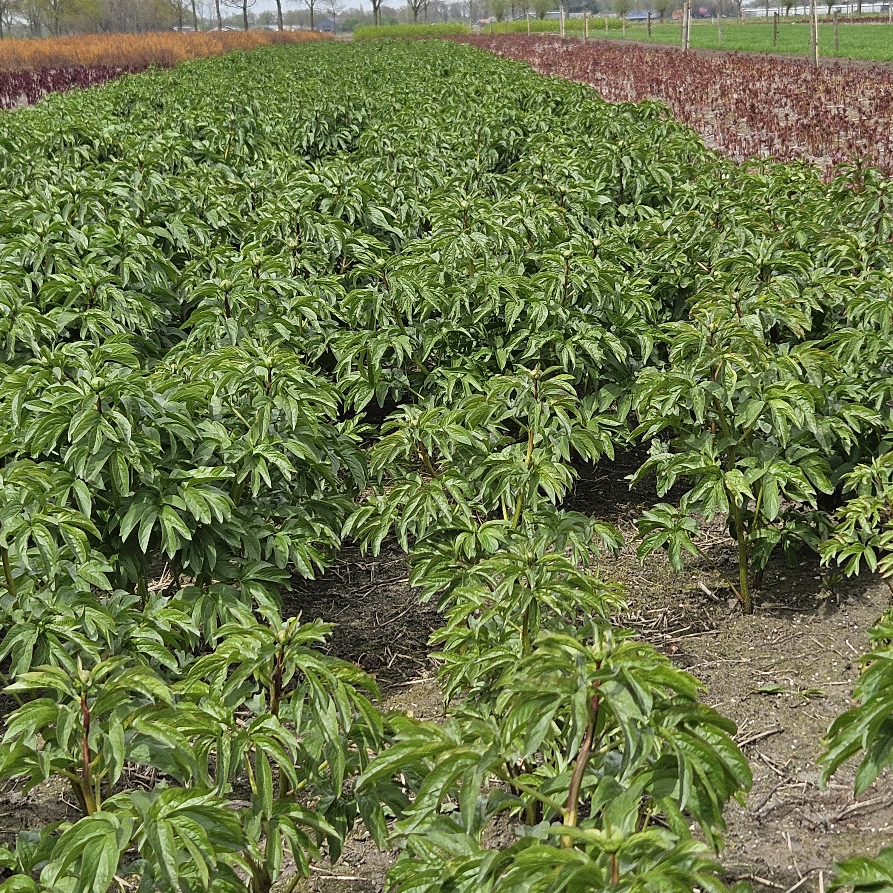 coral sunset volvelds