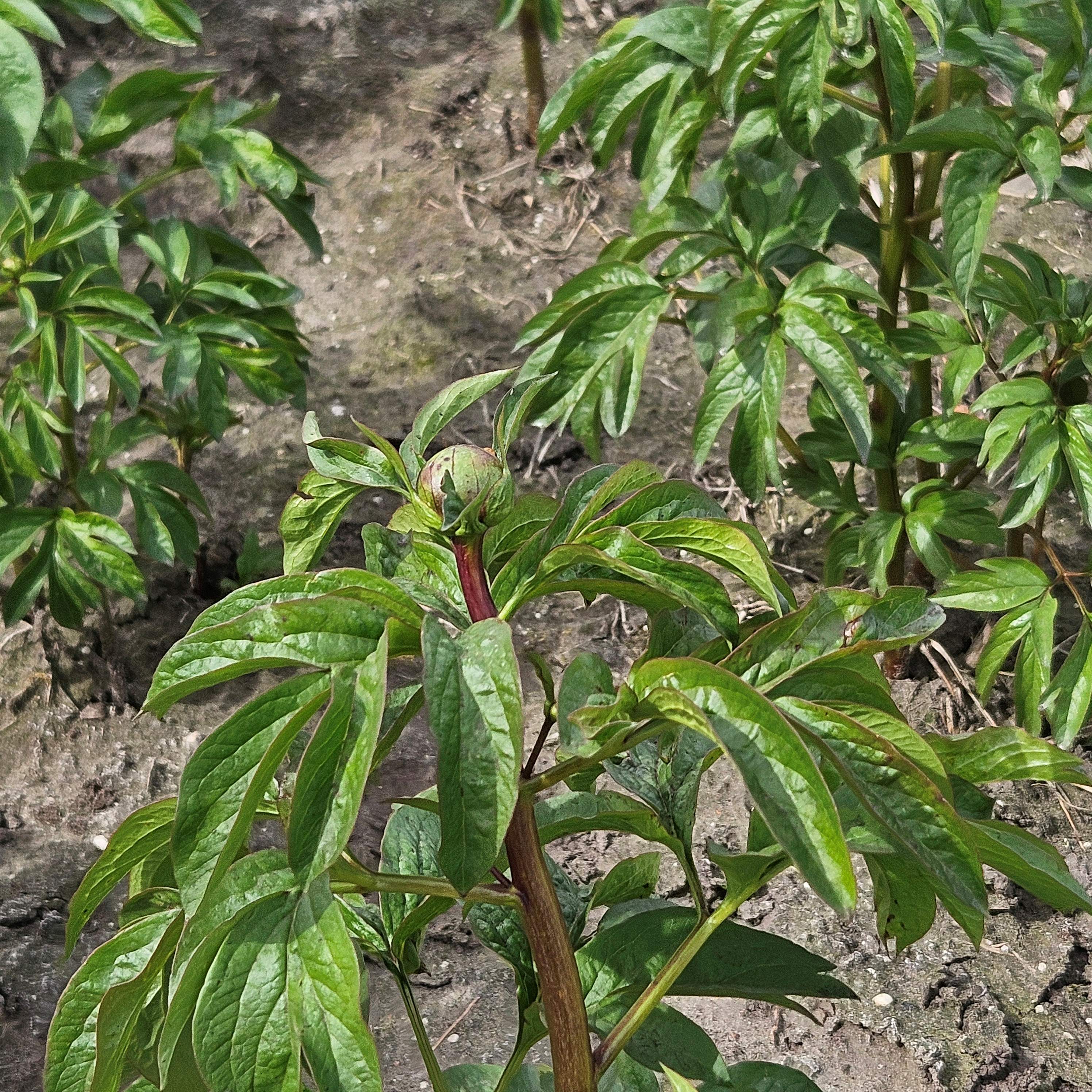 de eerste knoppen van 2026