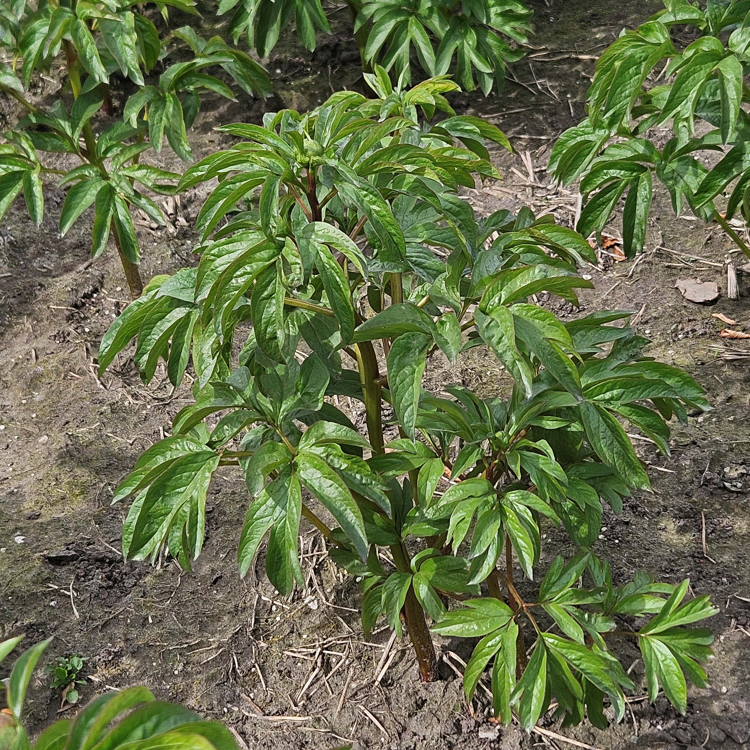 nog veel zon nodig voor de bloei