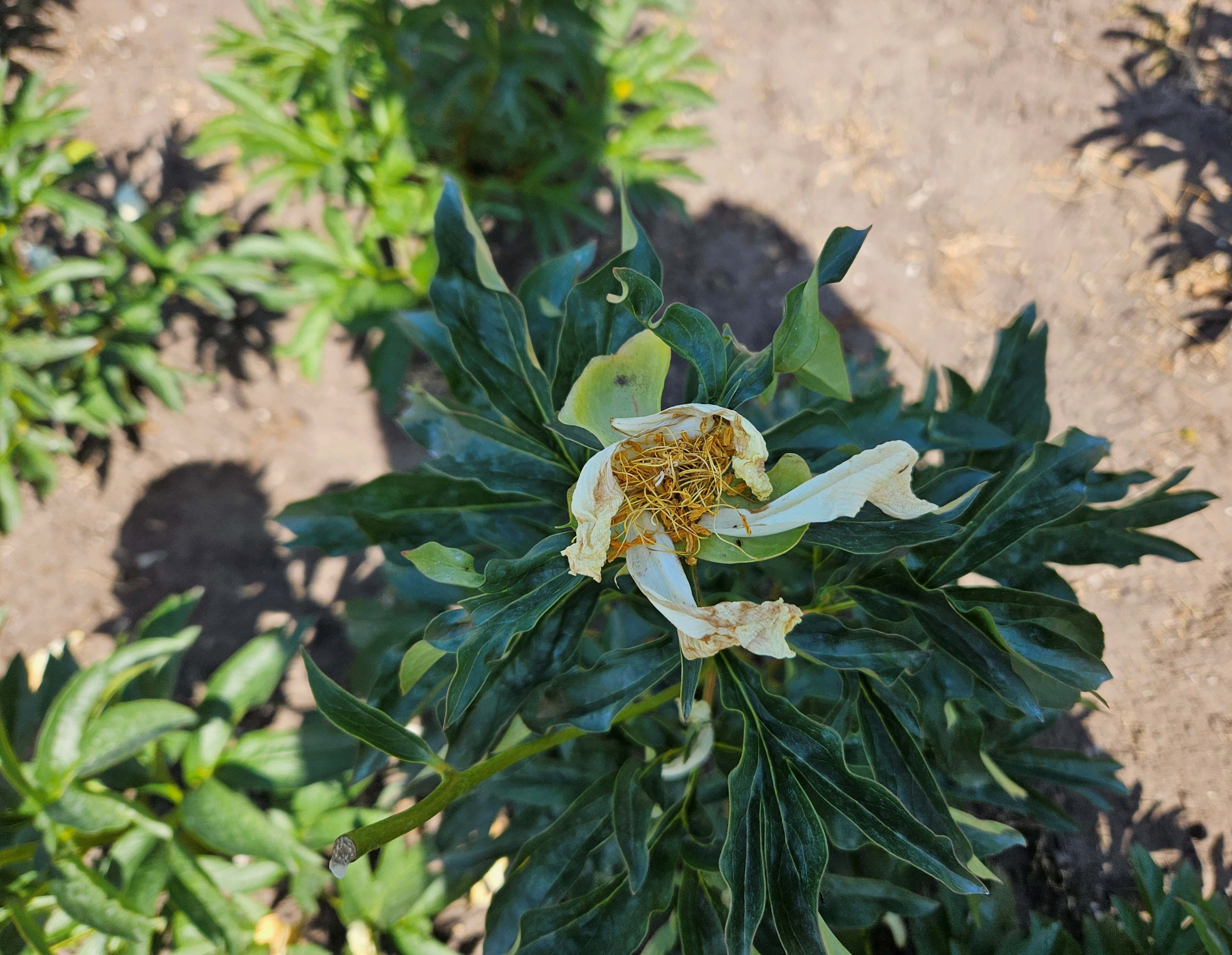 restant van de pioen