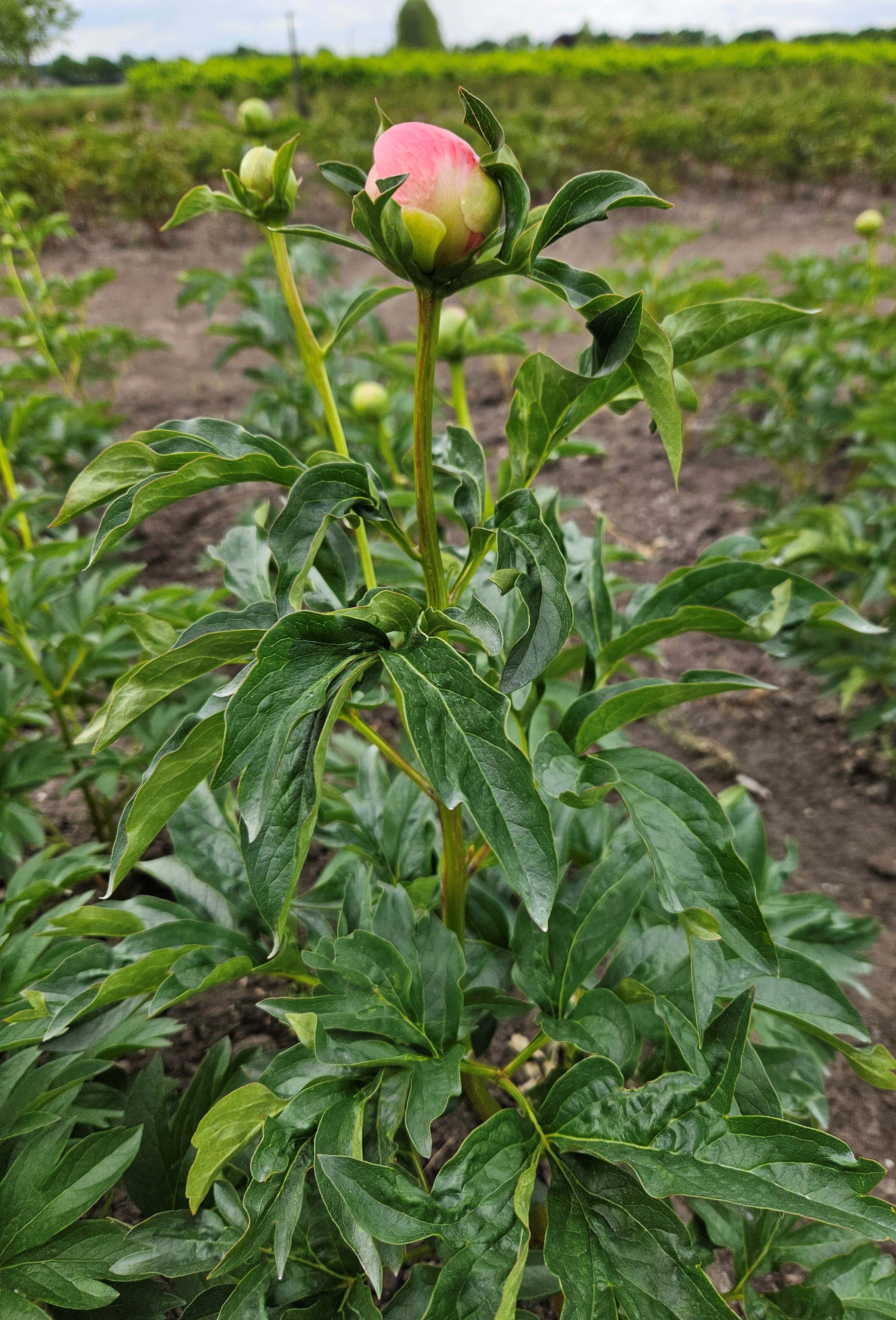 knop met een beetje kleur