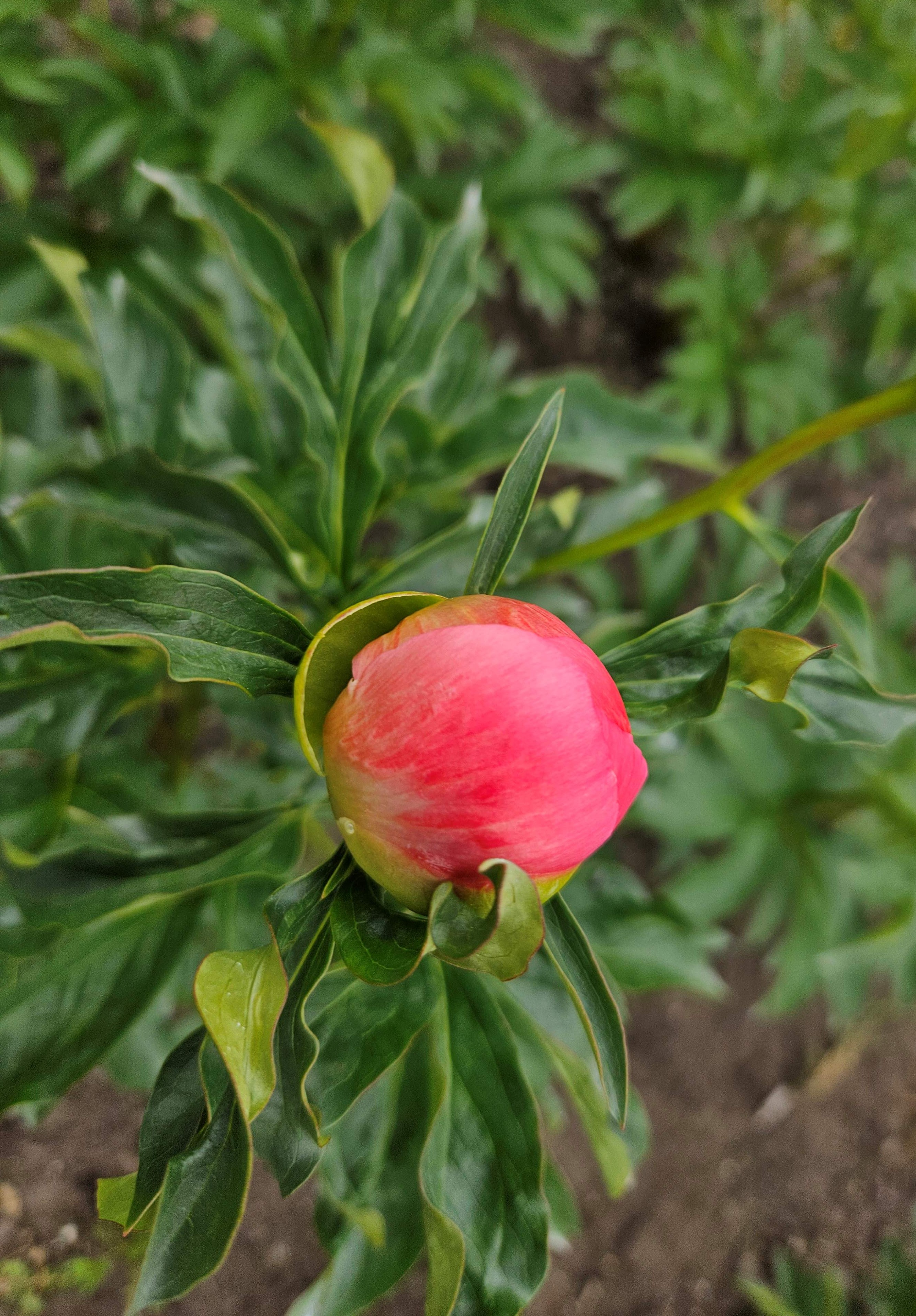de eerste blaadjes laten los
