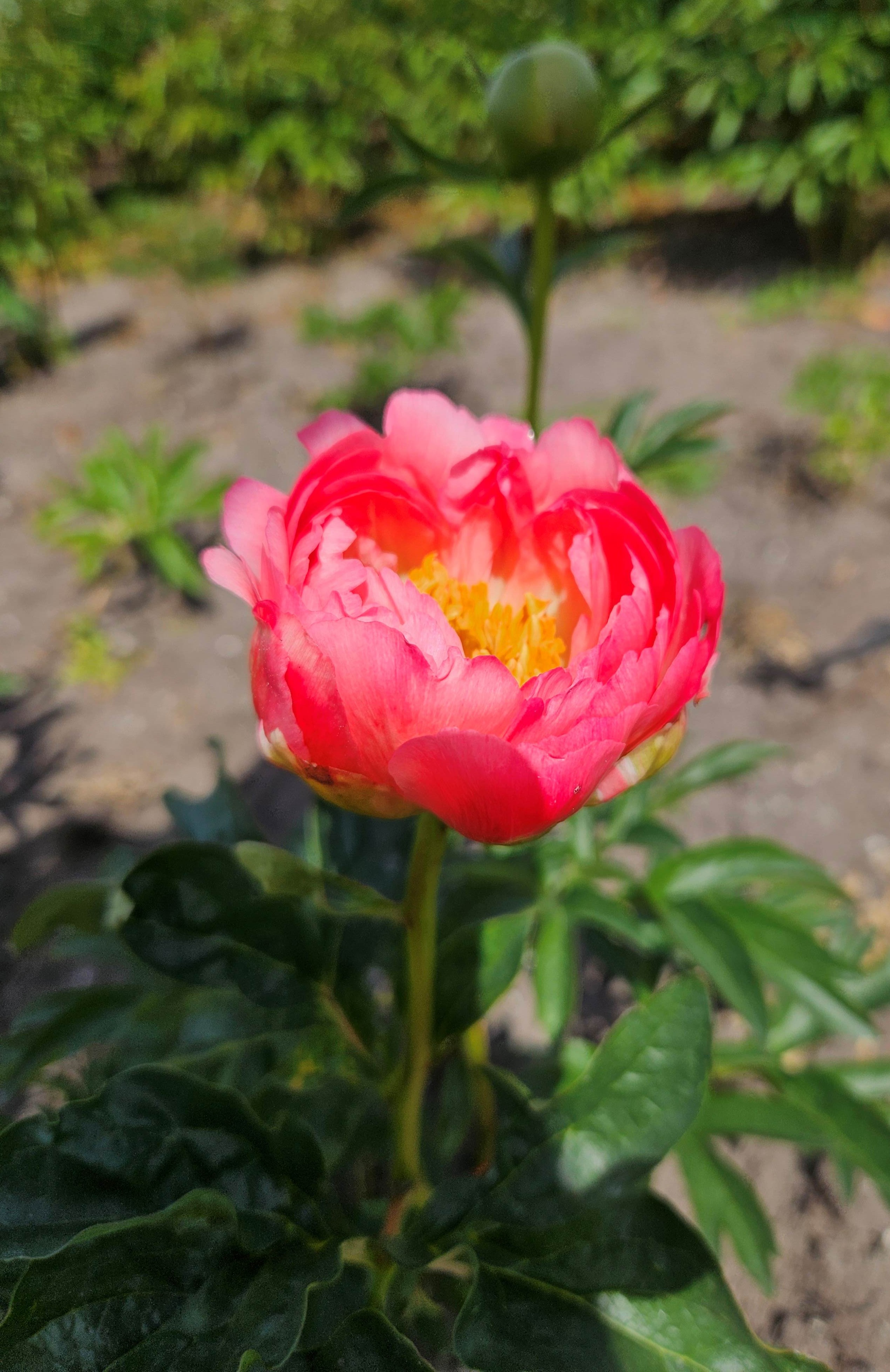 we zien de mooie donkere kleur al