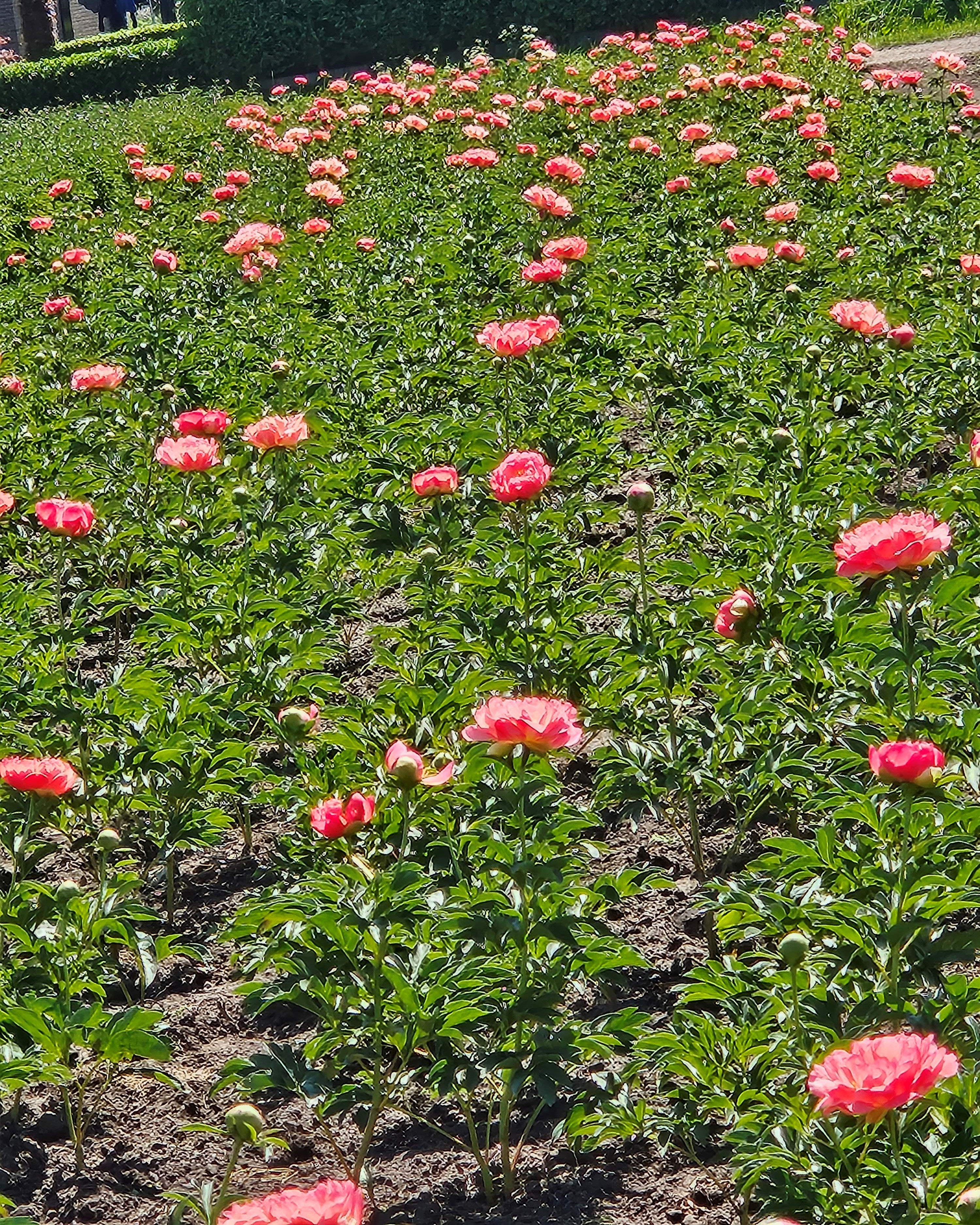 Pioenen op komst; het seizoen begint  bijna