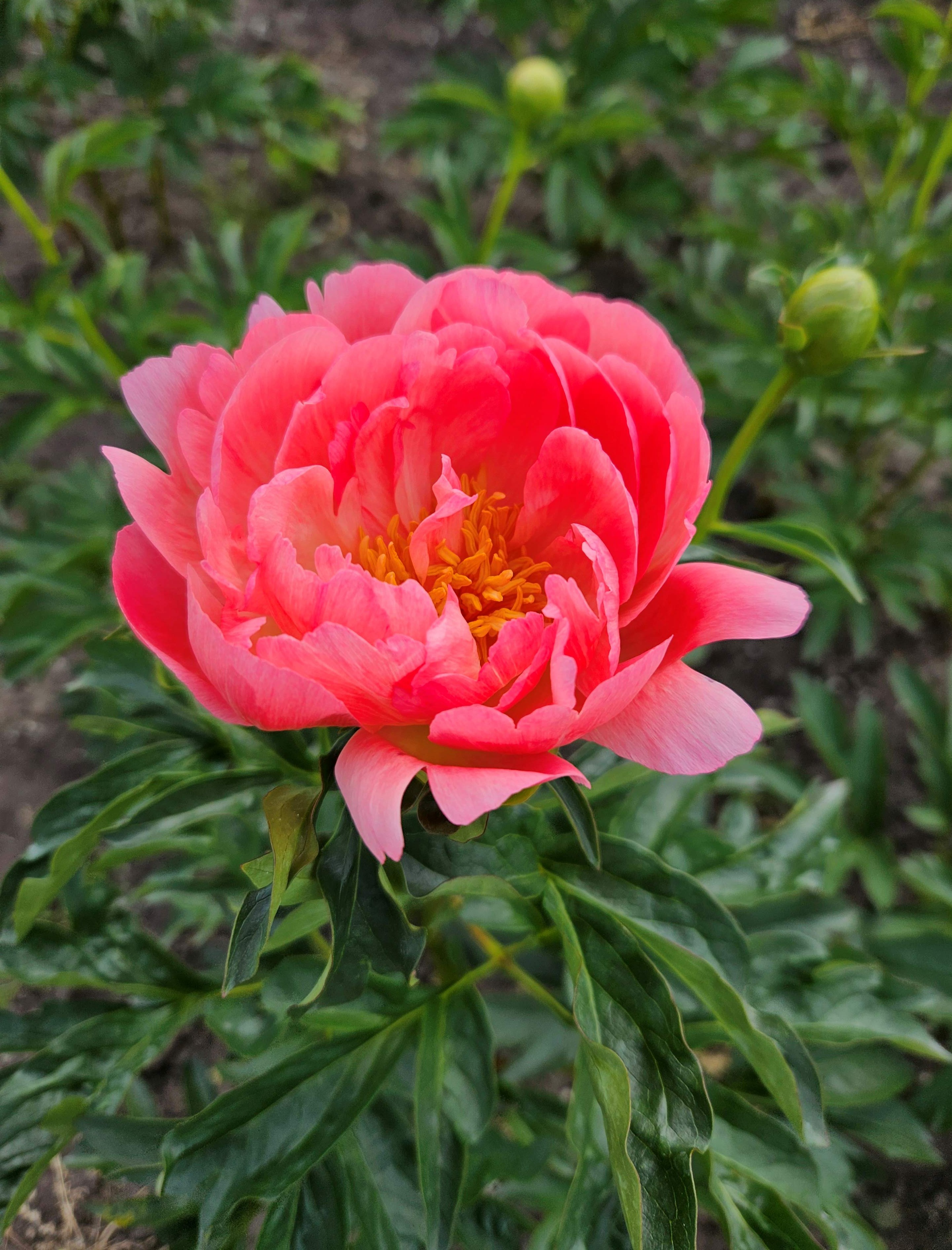 iets verder open met gele hart