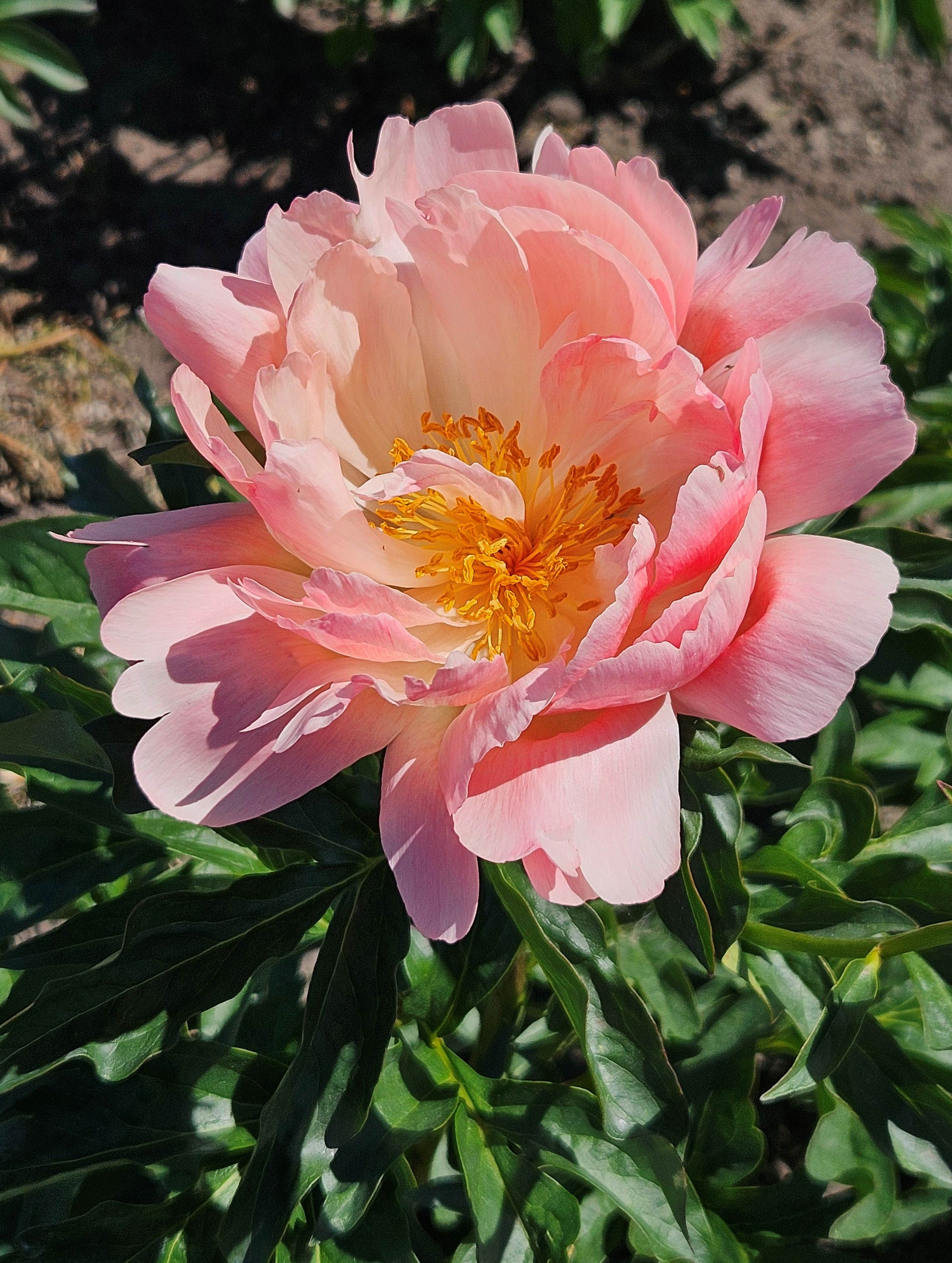 licht zalm verkleurd