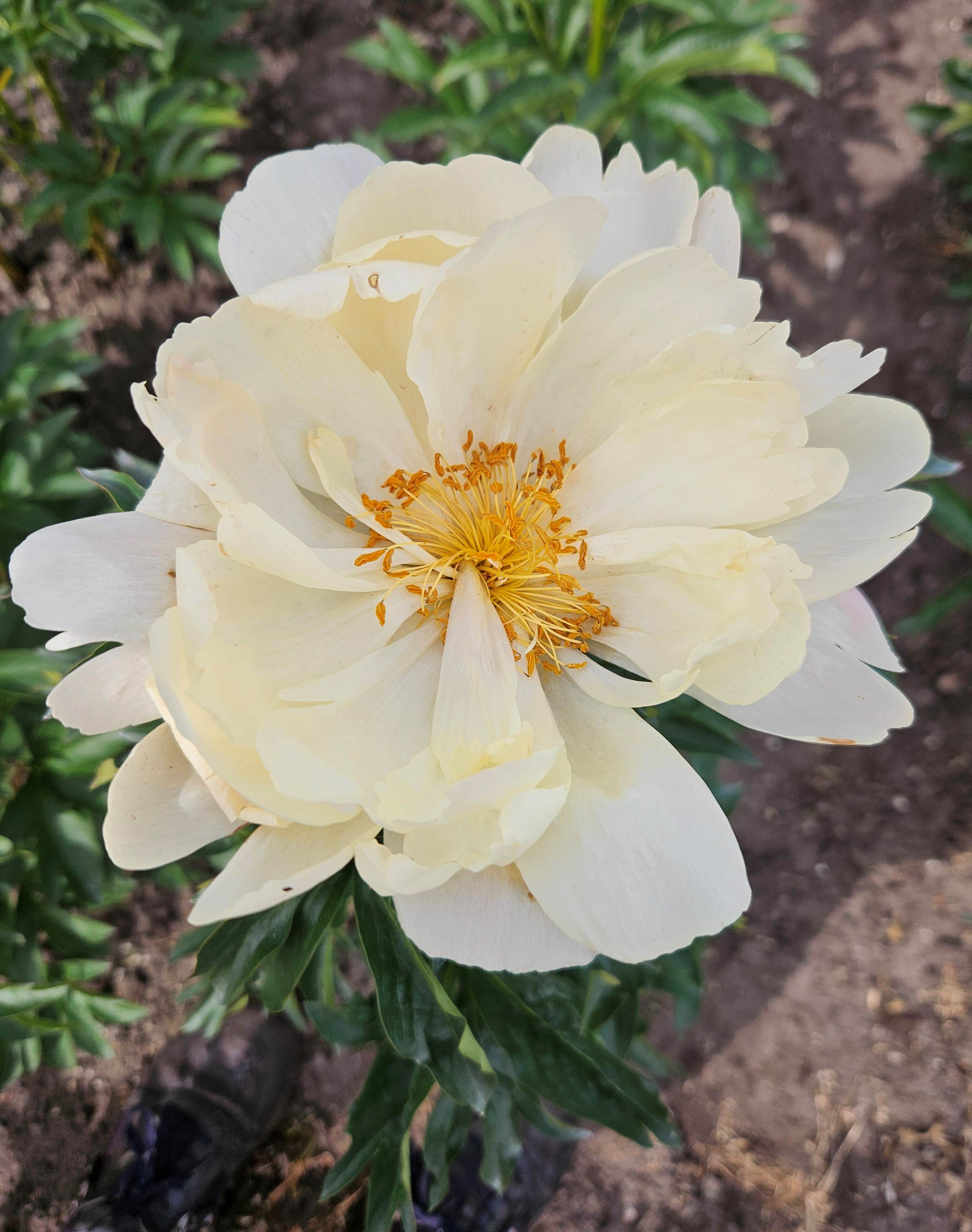 de eerste blaadjes gaan vallen