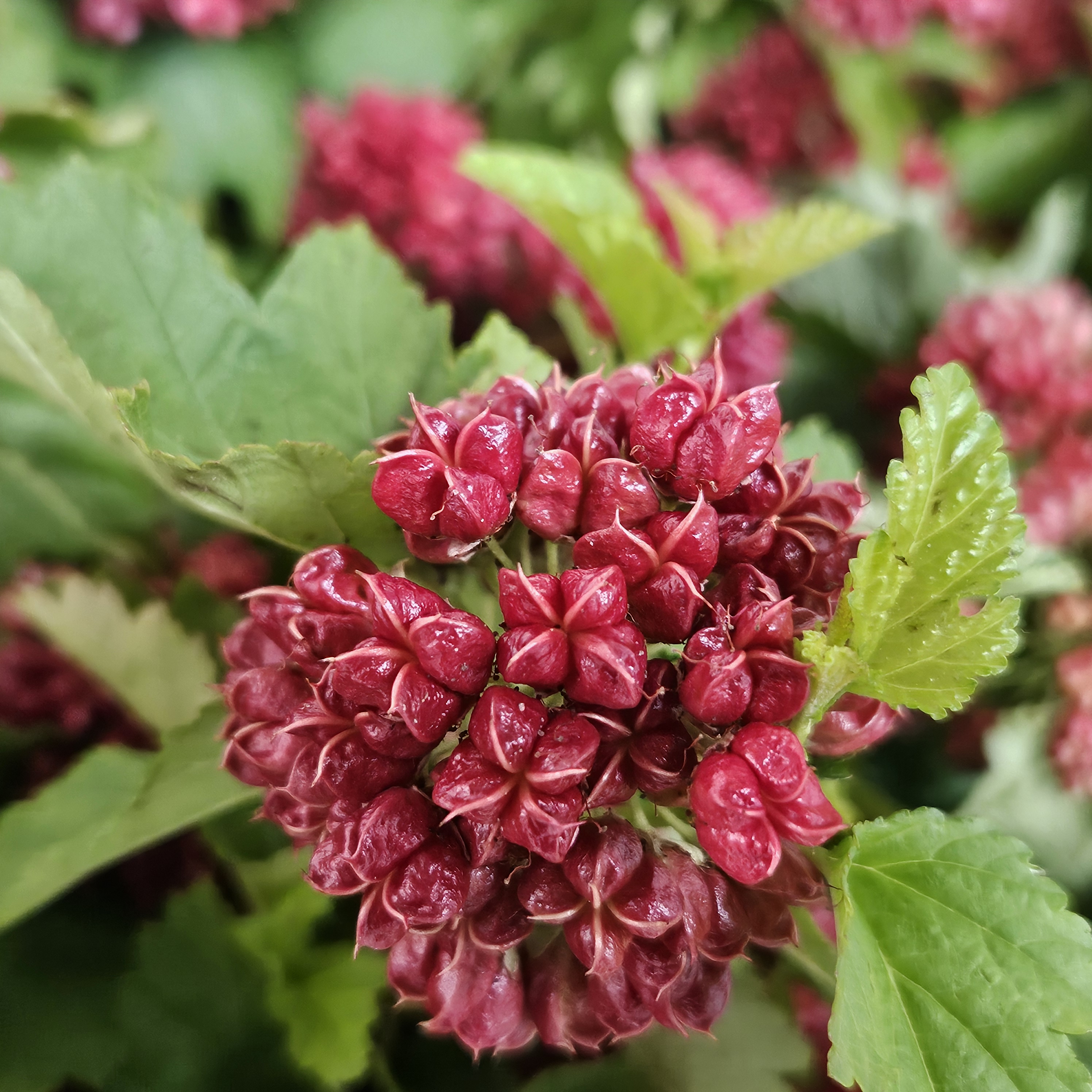 Cotinus en Physocarpus