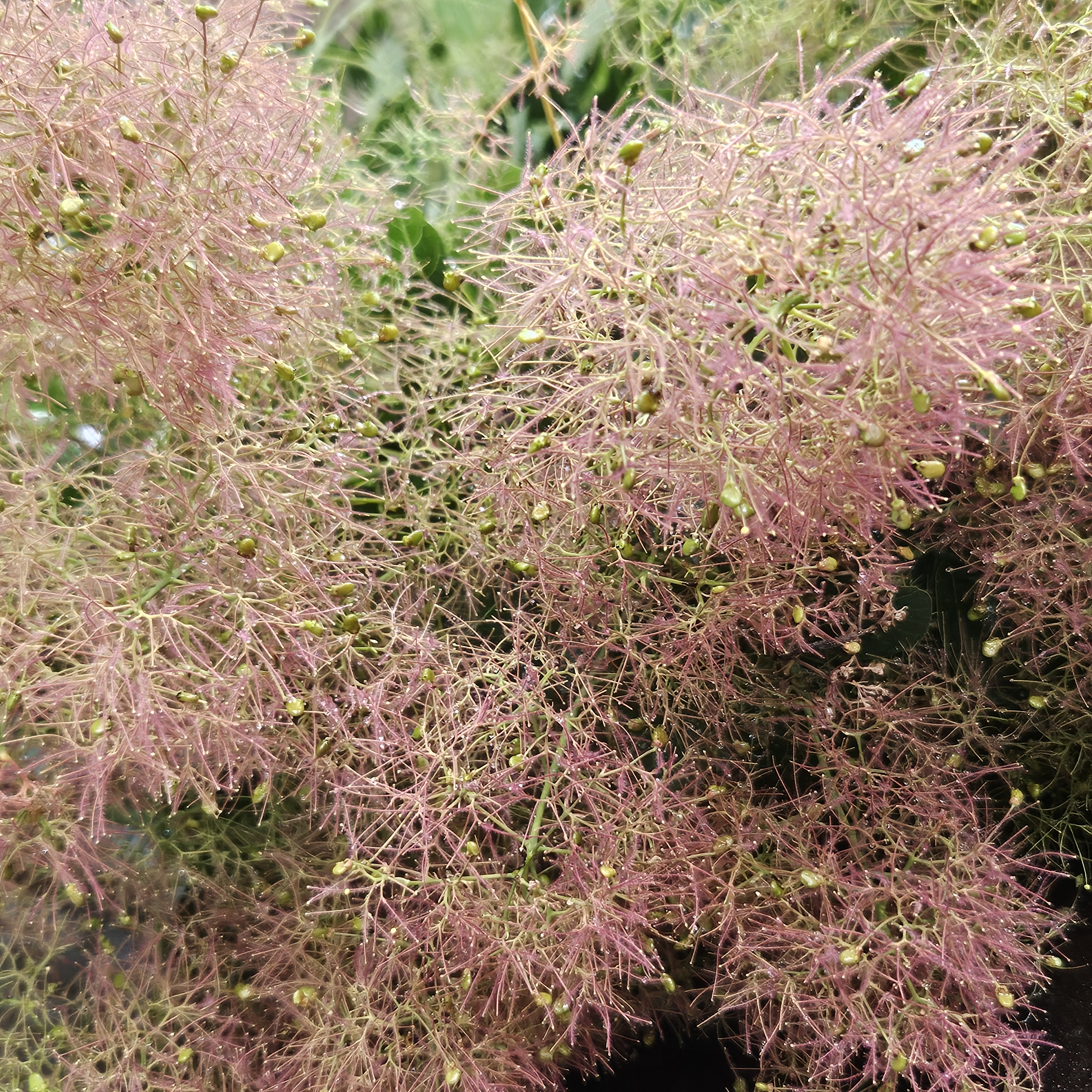 Cotinus en Physocarpus