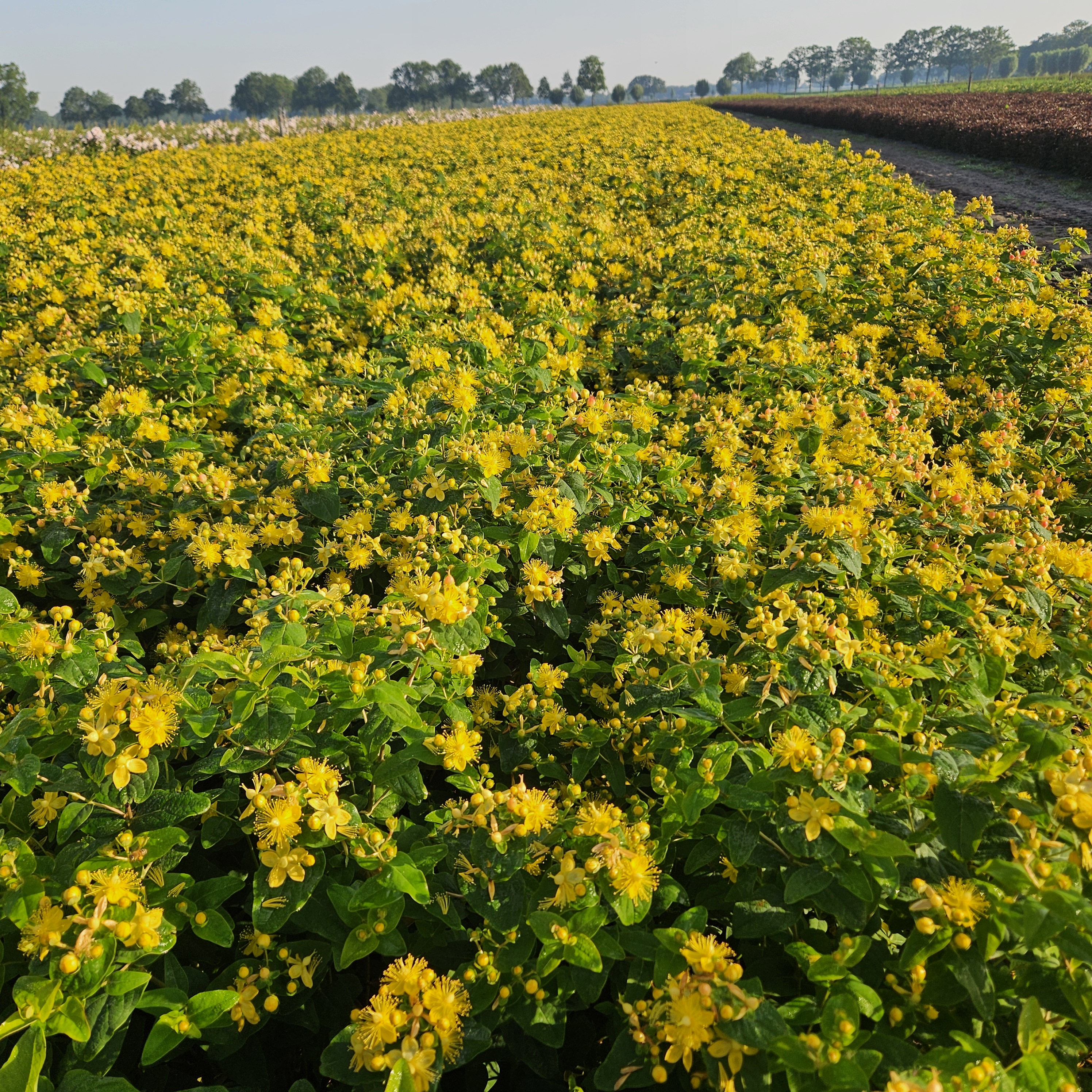 hypericum magical royal princess