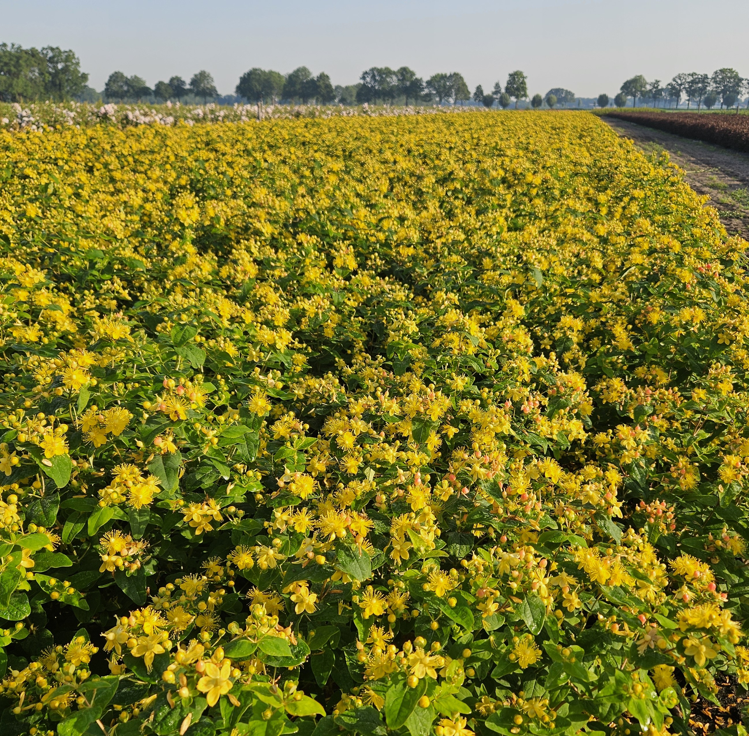 geurende bloemen