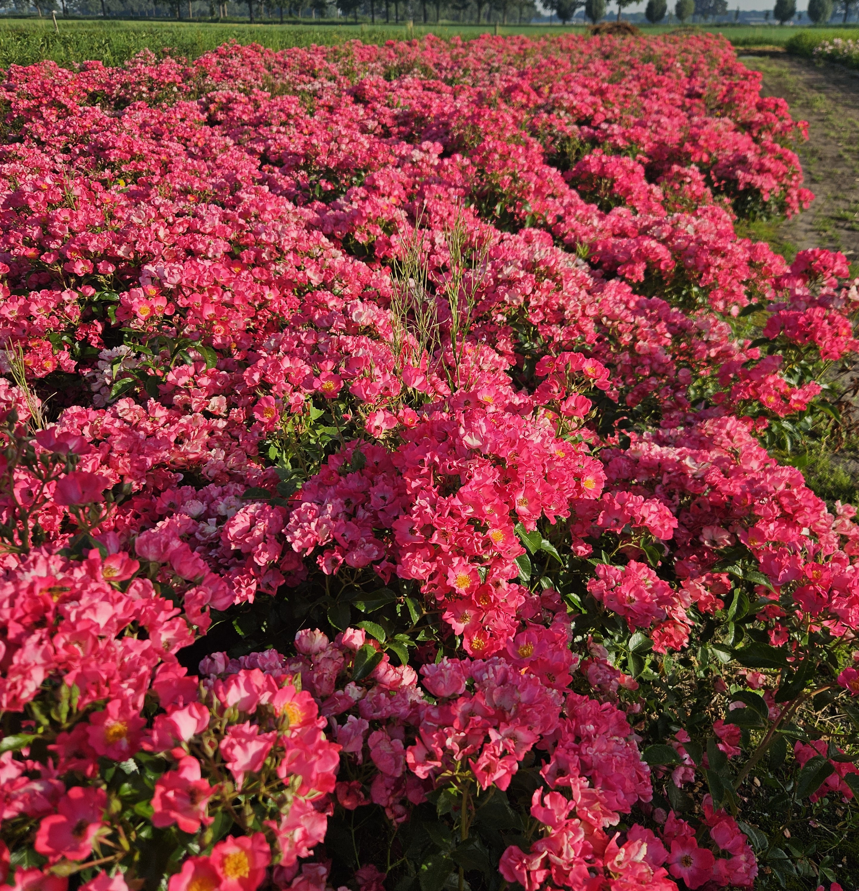 geurende bloemen