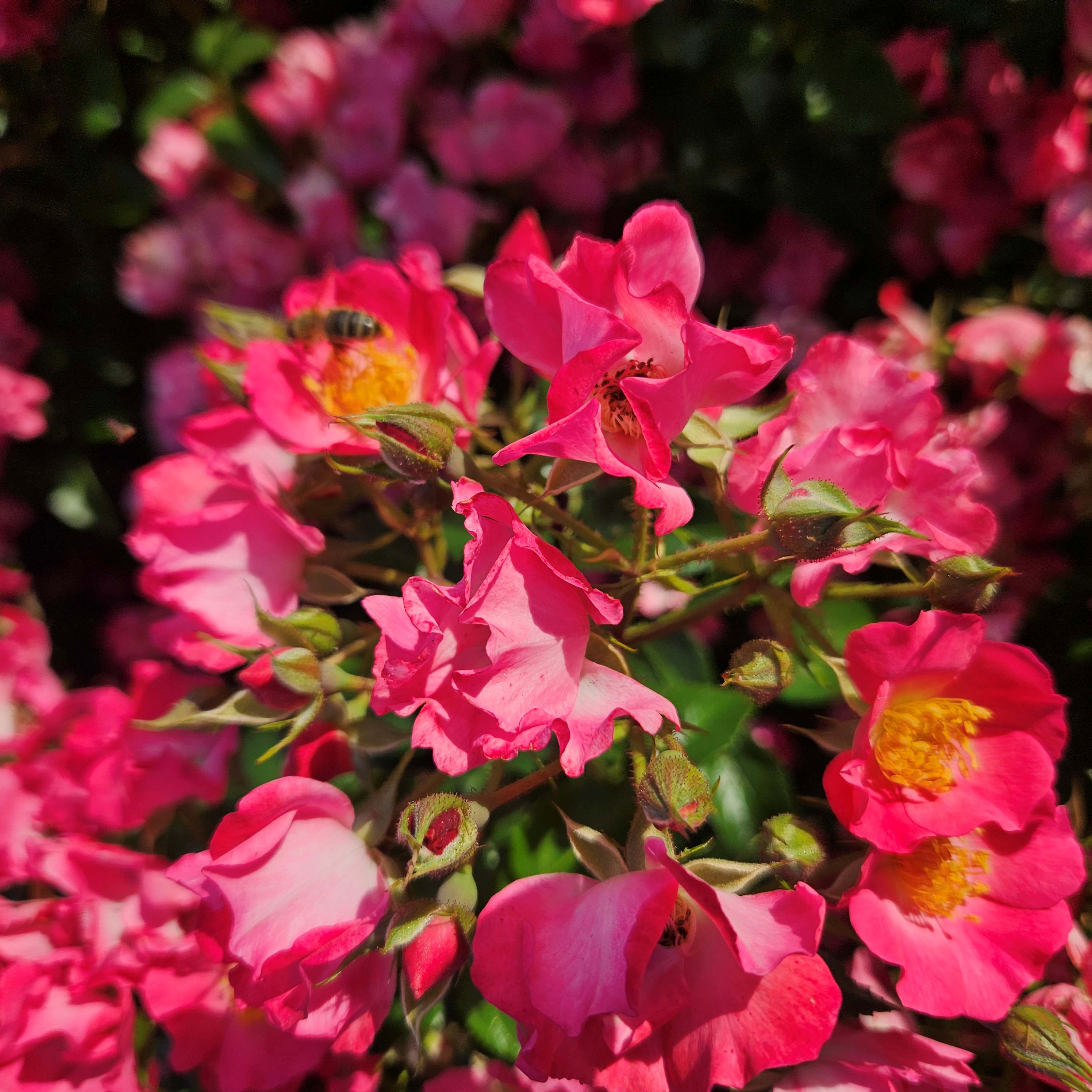 rosa maagical miracle