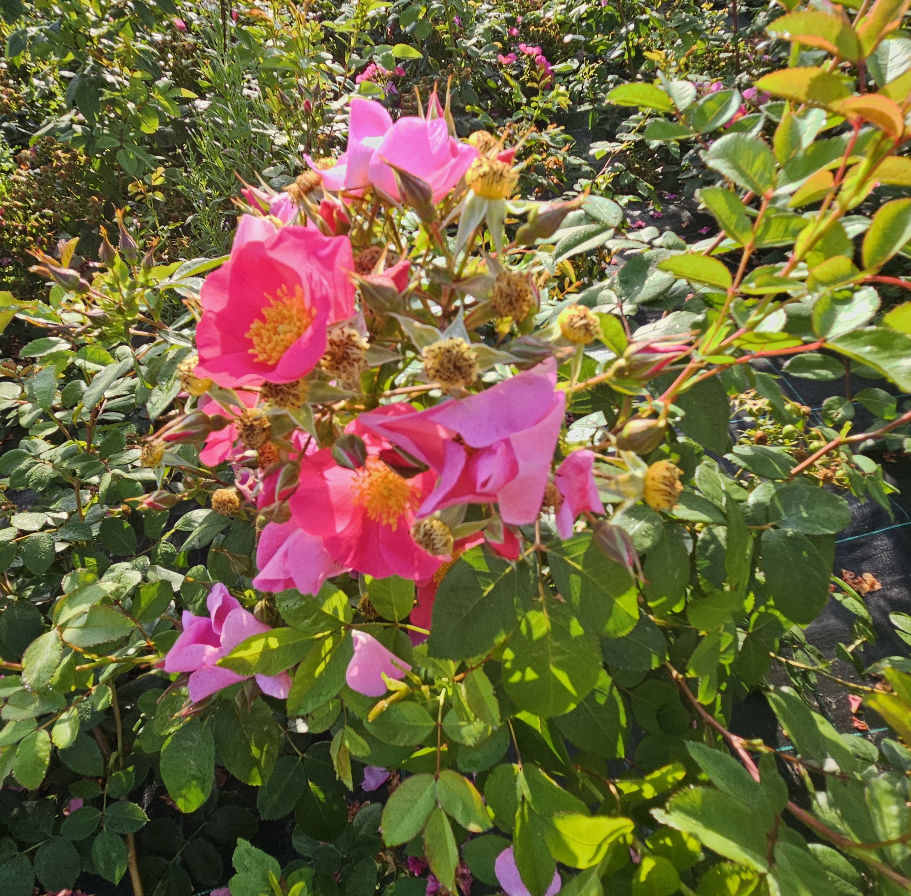 rosa manderin hiphop