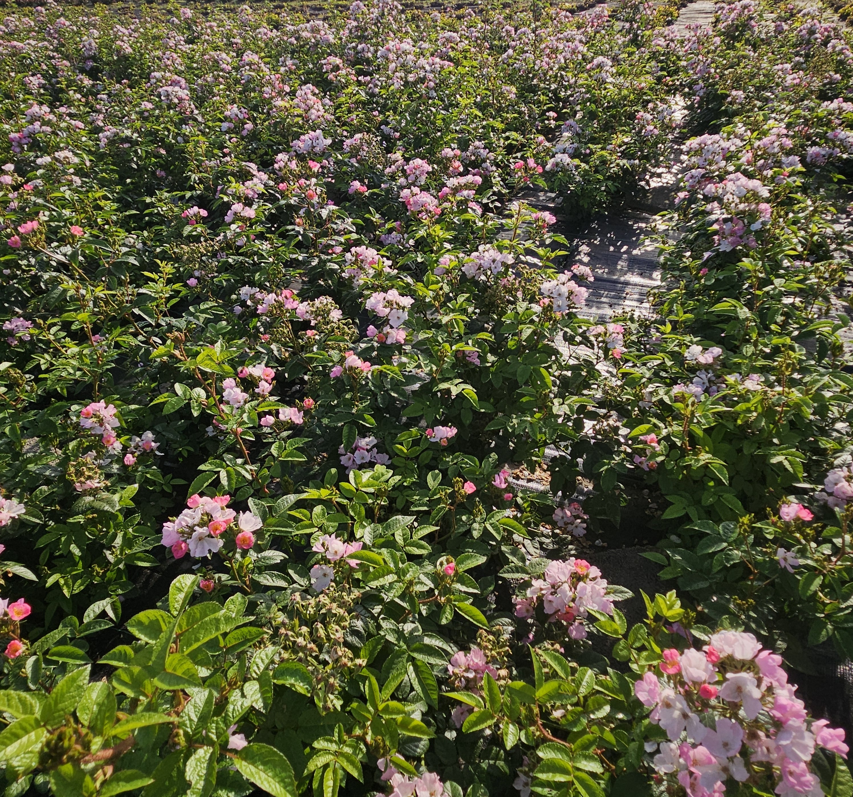 rosa manderin red pearl