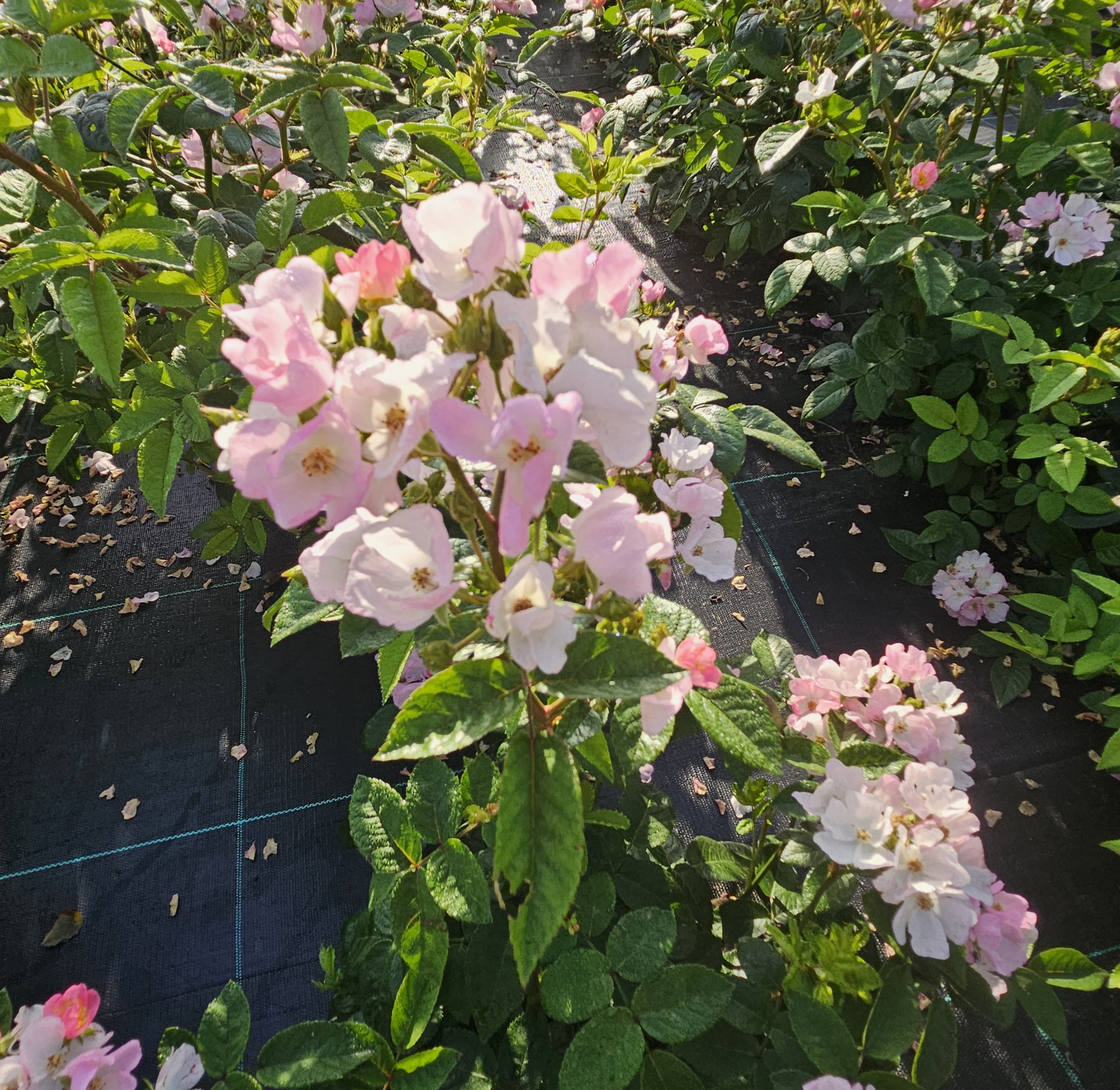 rosa magical sunset