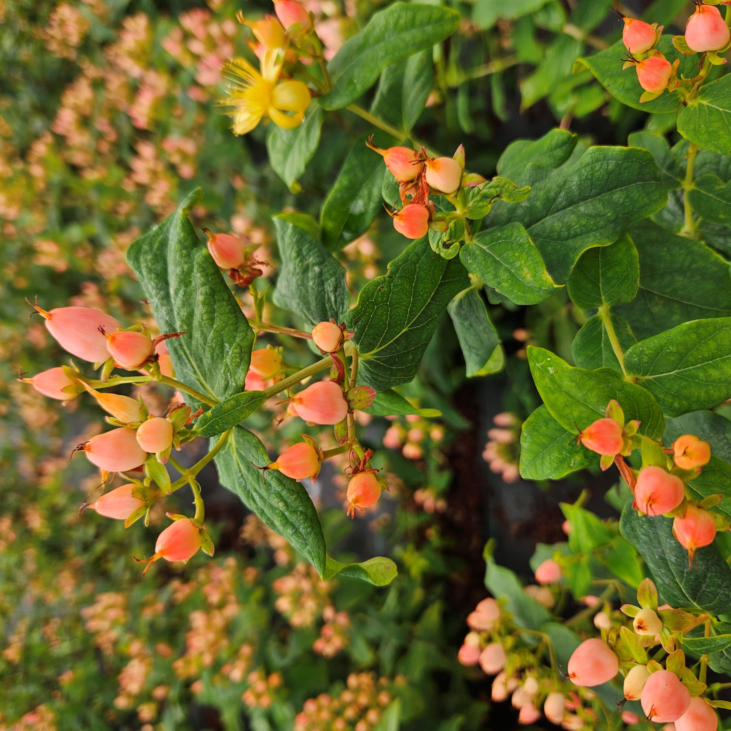 Hypericum