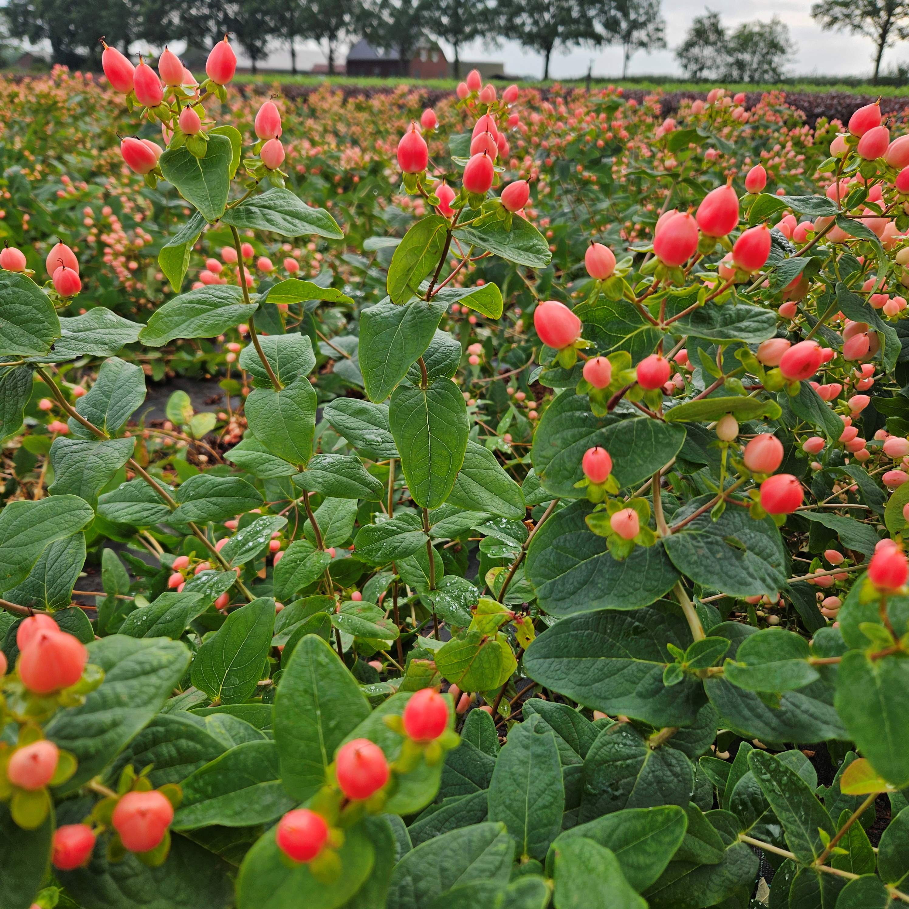 Hypericum