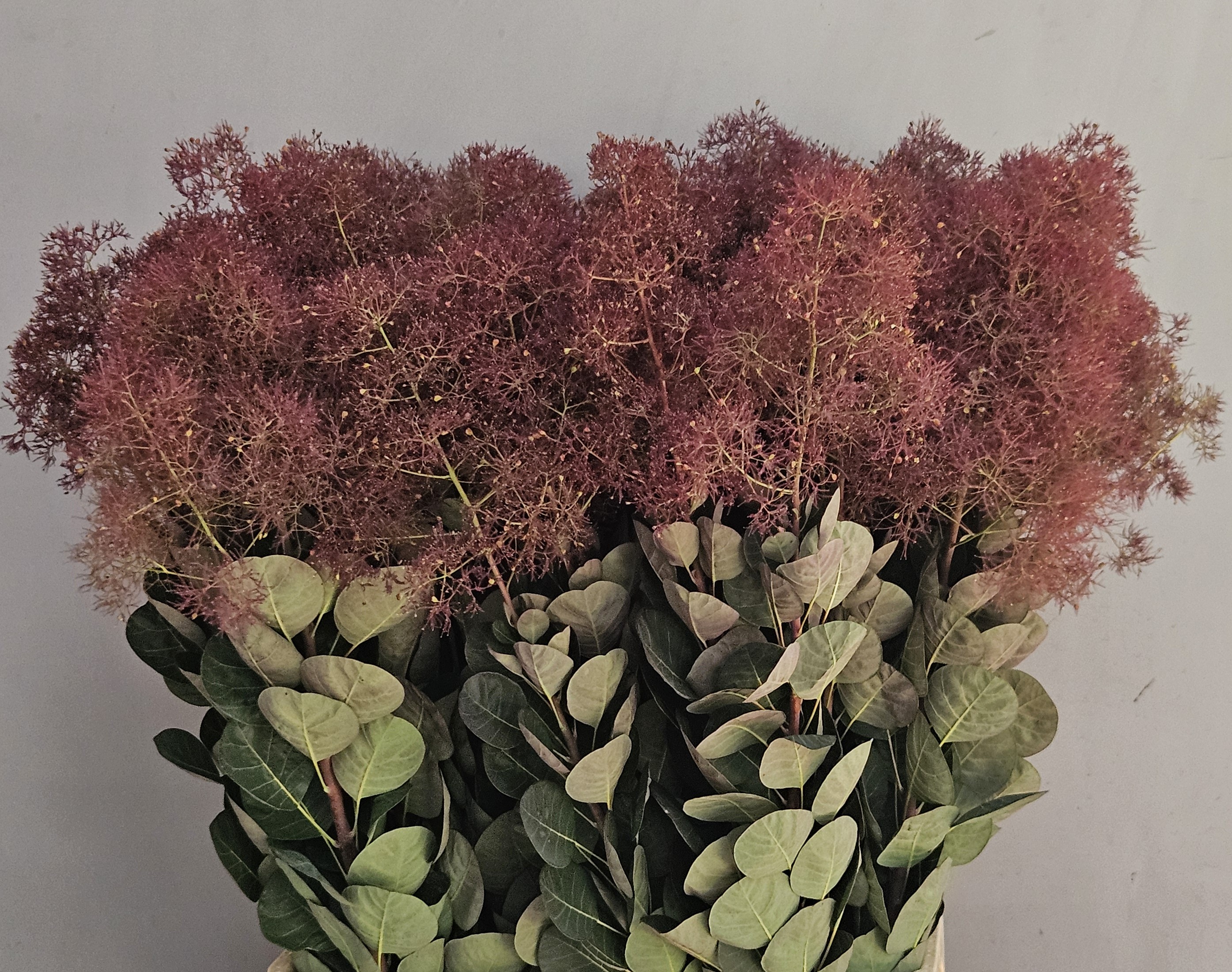 Cotinus magical Torch