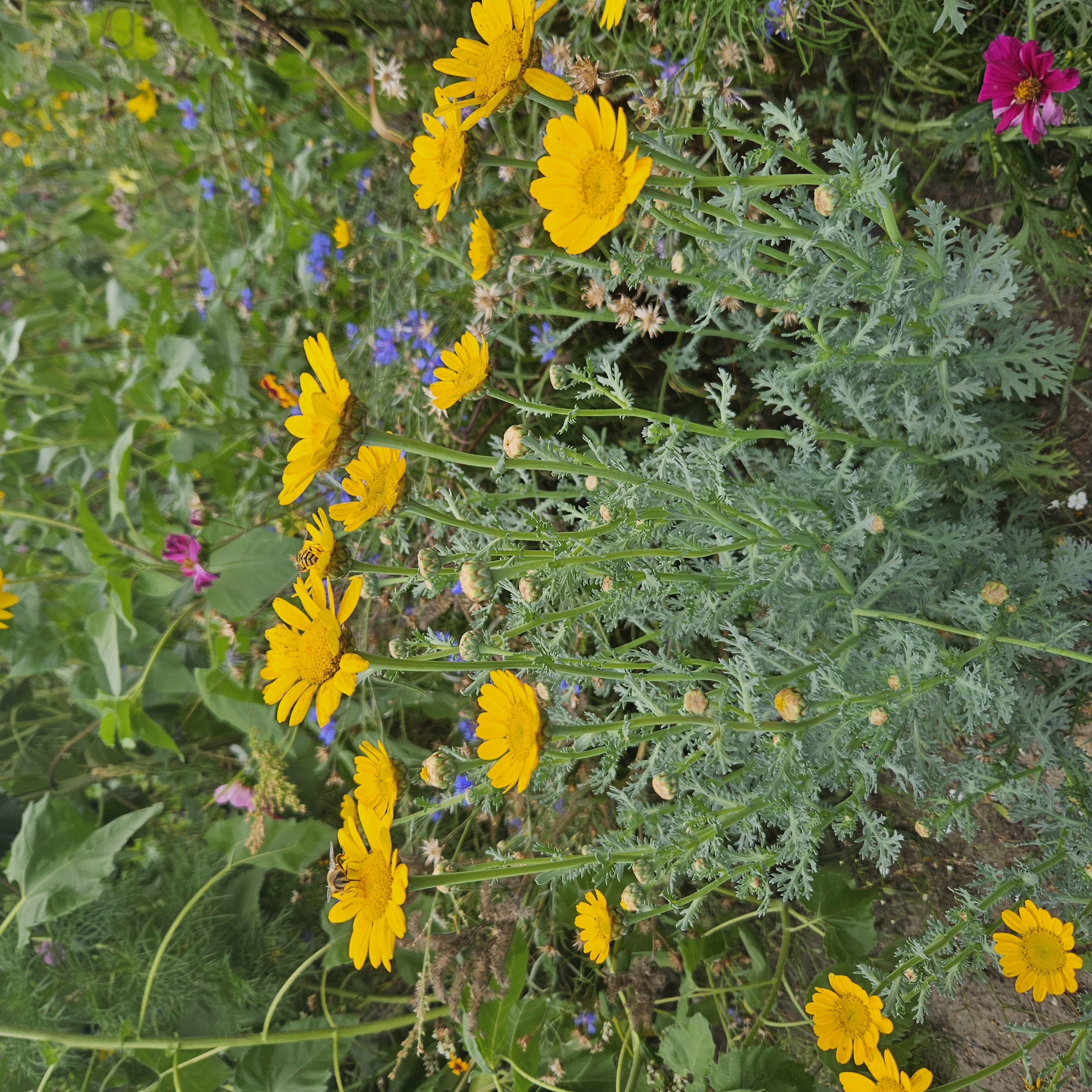 Bloemenrand