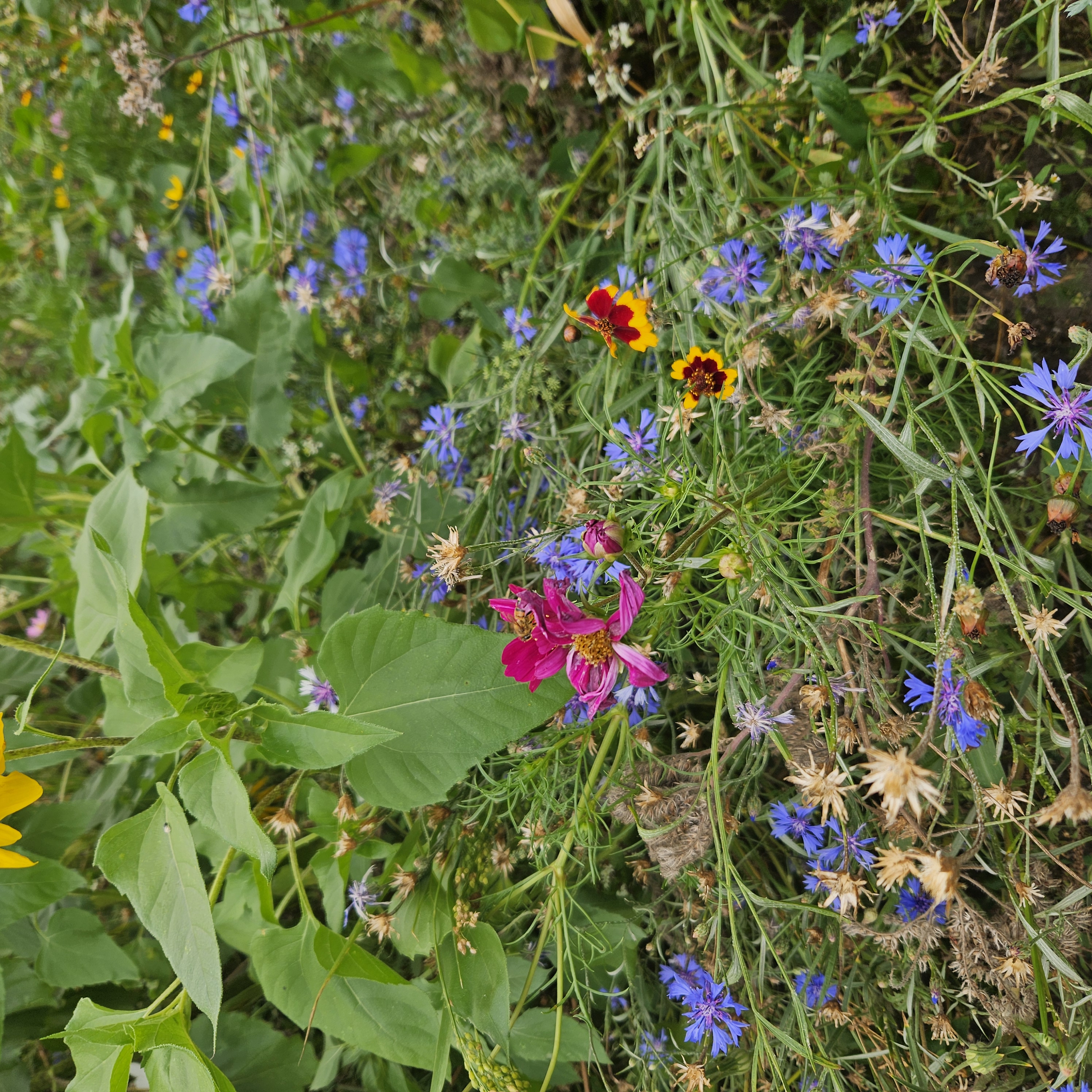 Bloemenrand