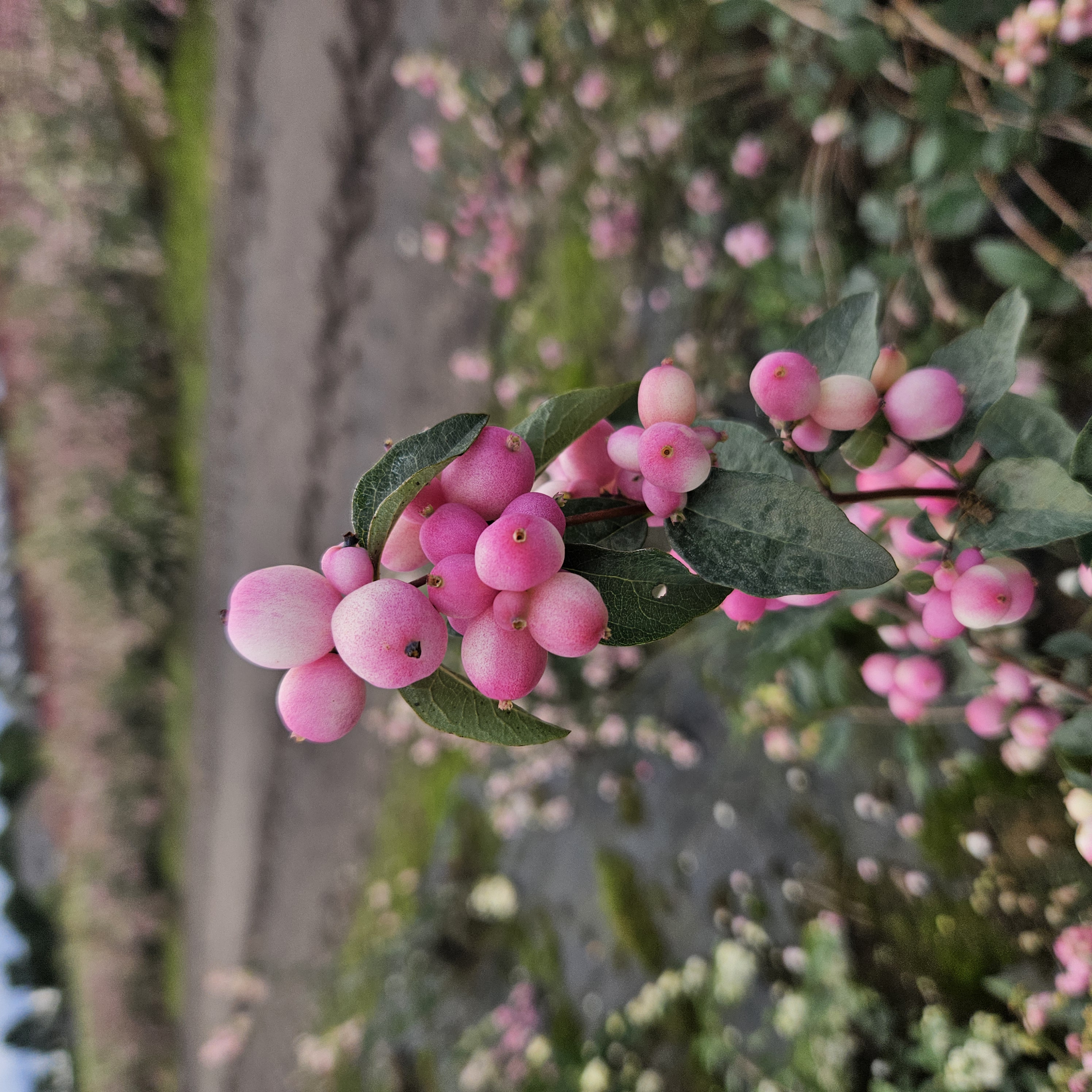 symphoricarpos tijd