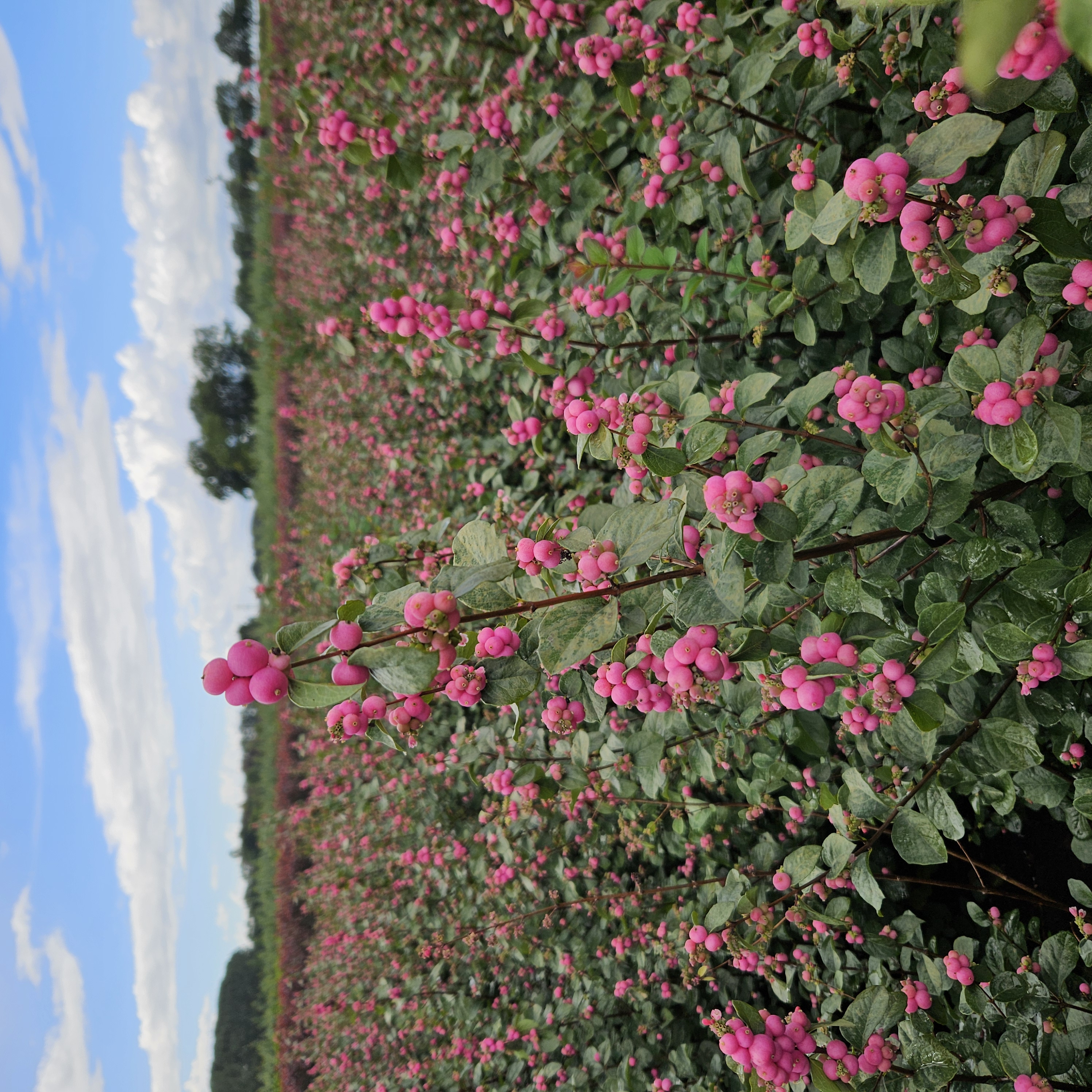 symphoricarpos treasure