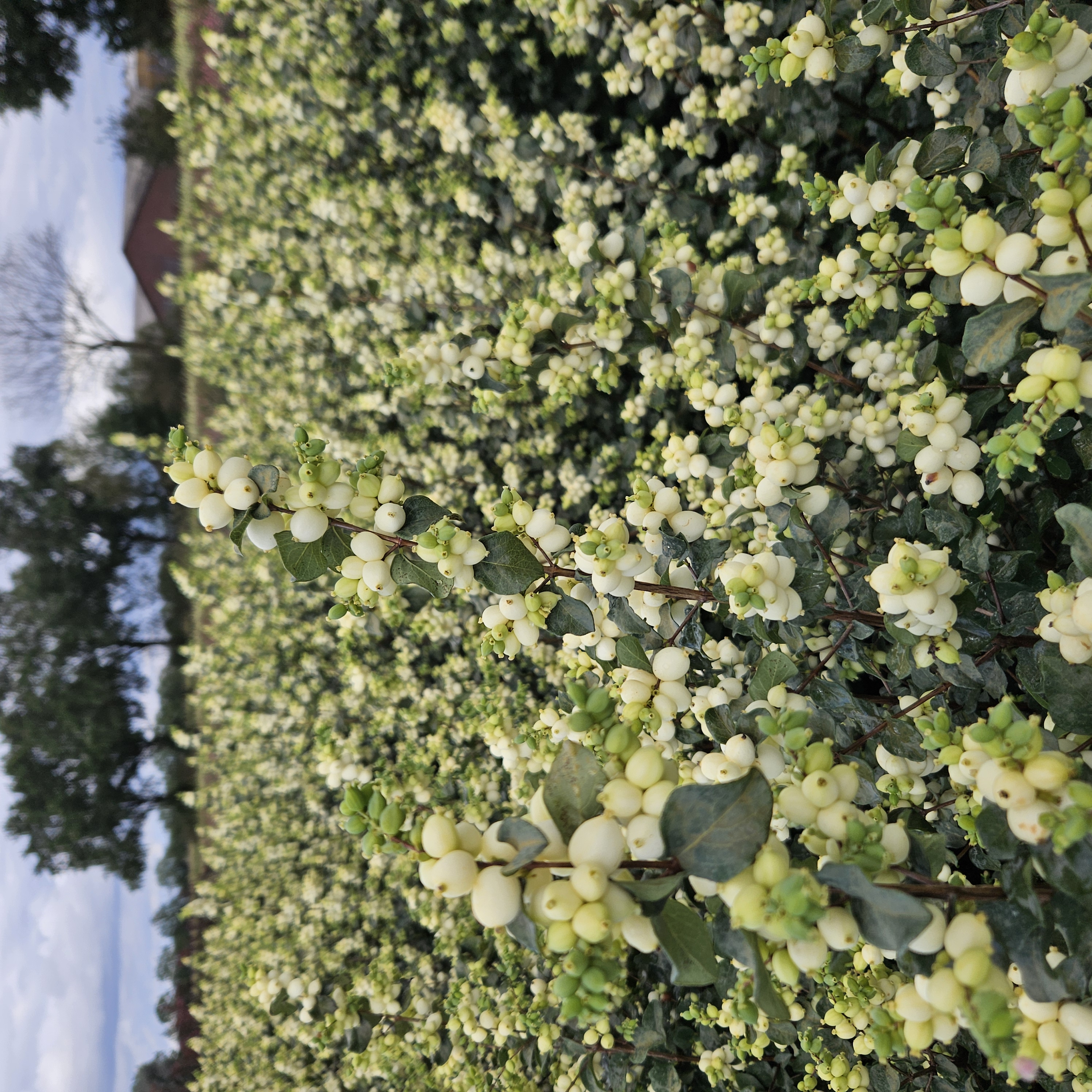 symphoricarpos lemon and lime